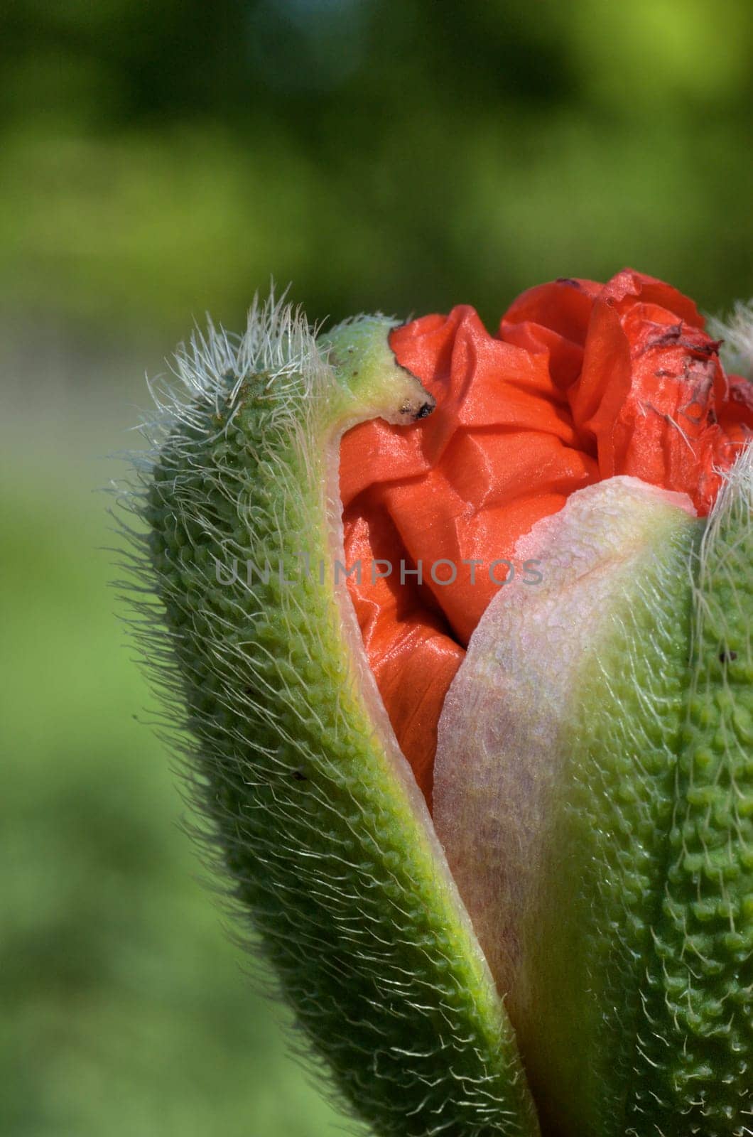 Poppy seed capsule