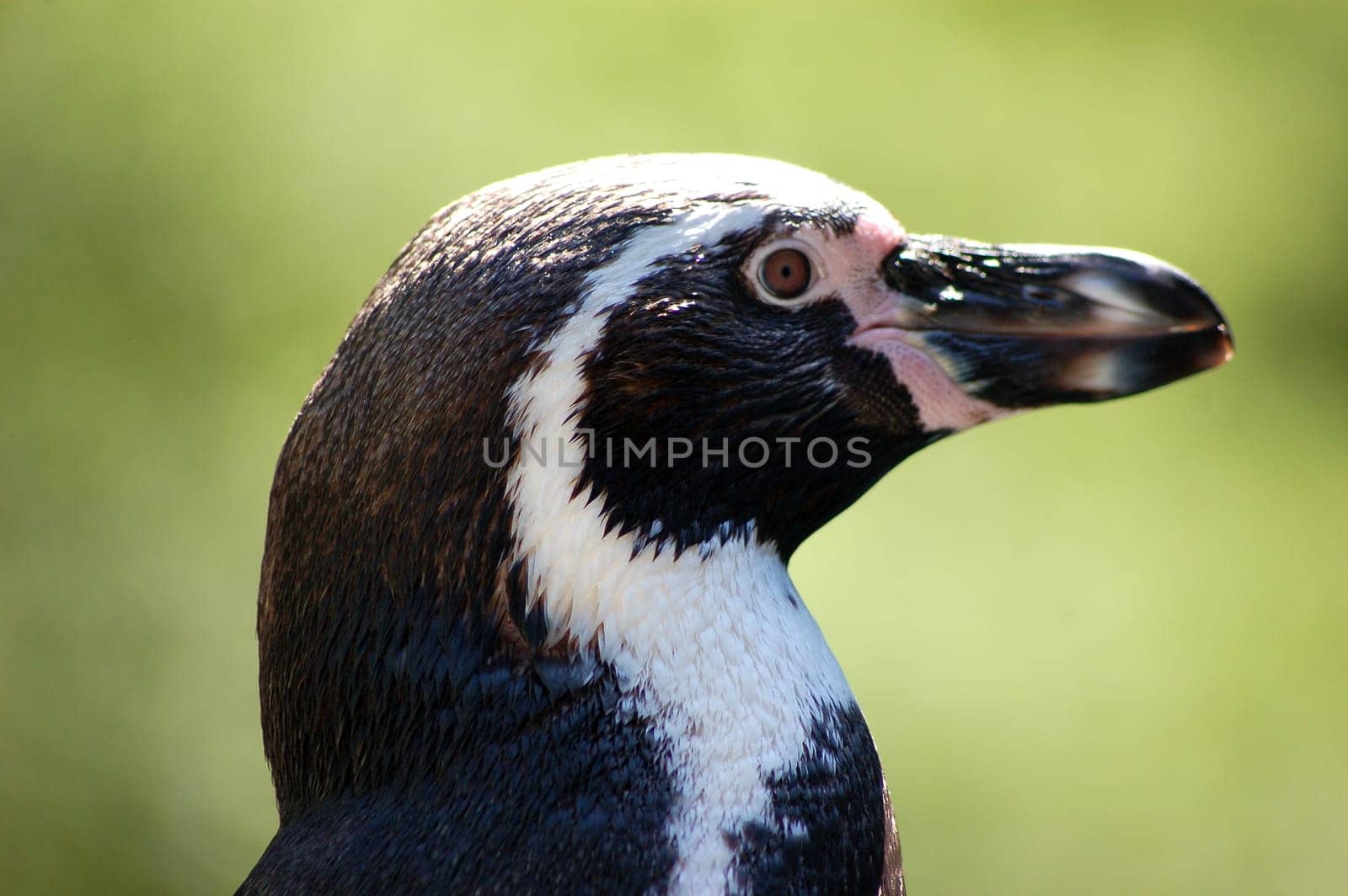 Humboldt Penguin