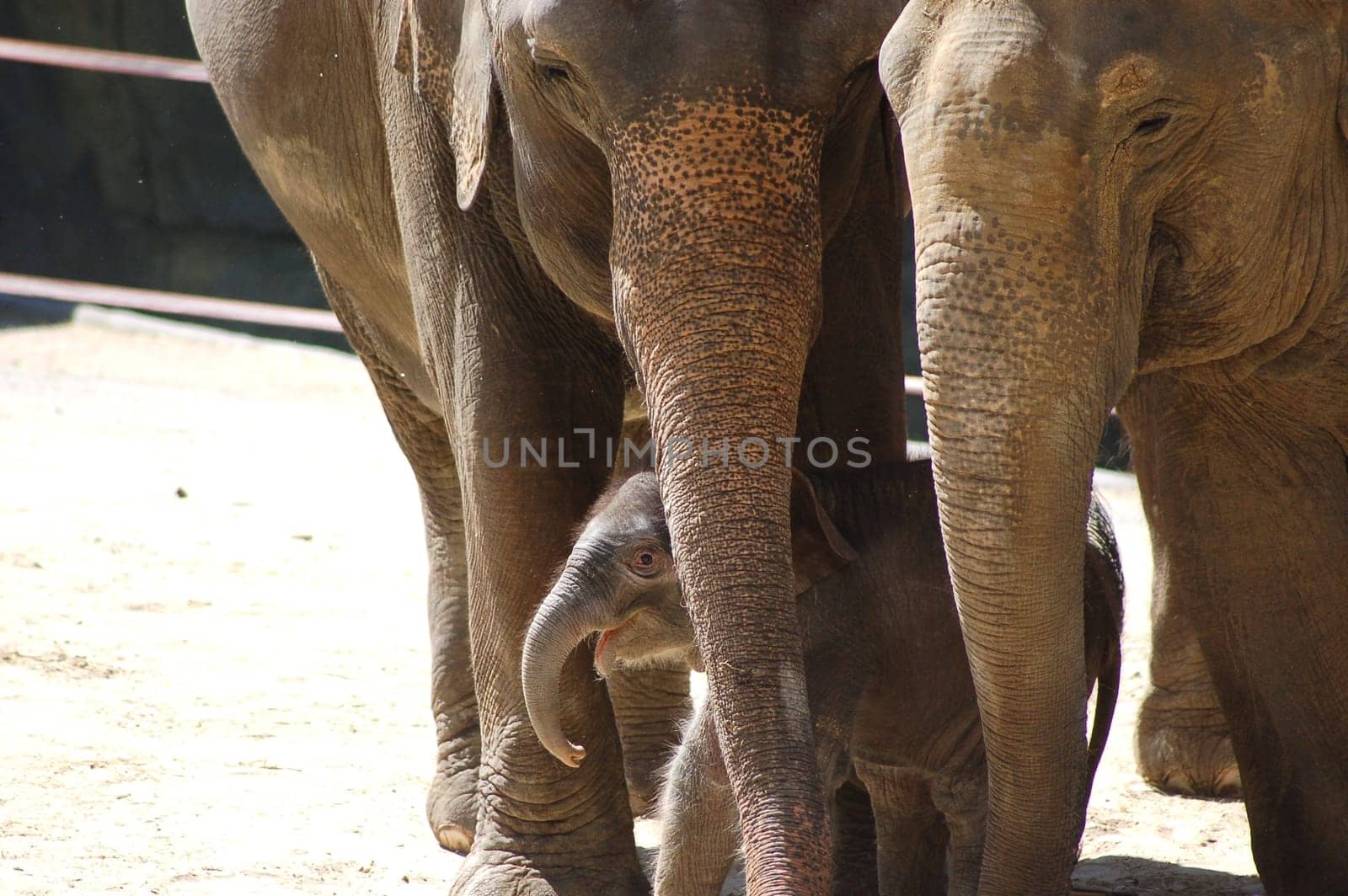 Protecting baby elephants