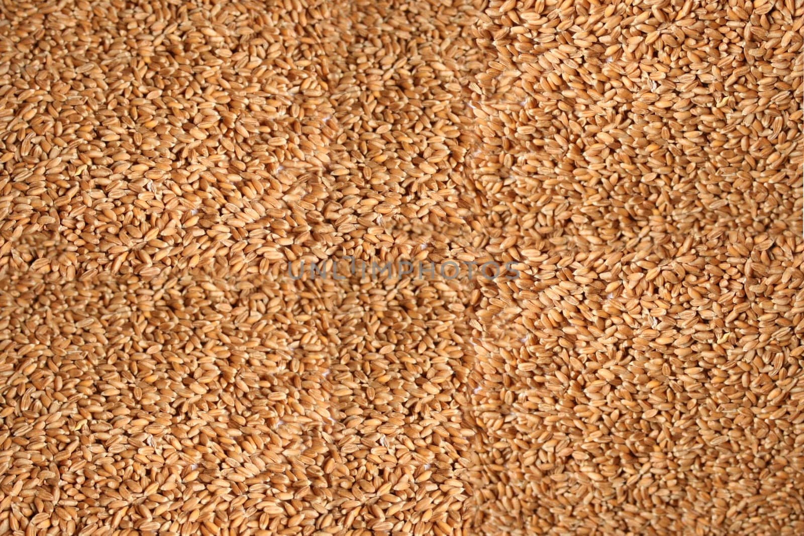 Grain to grain
