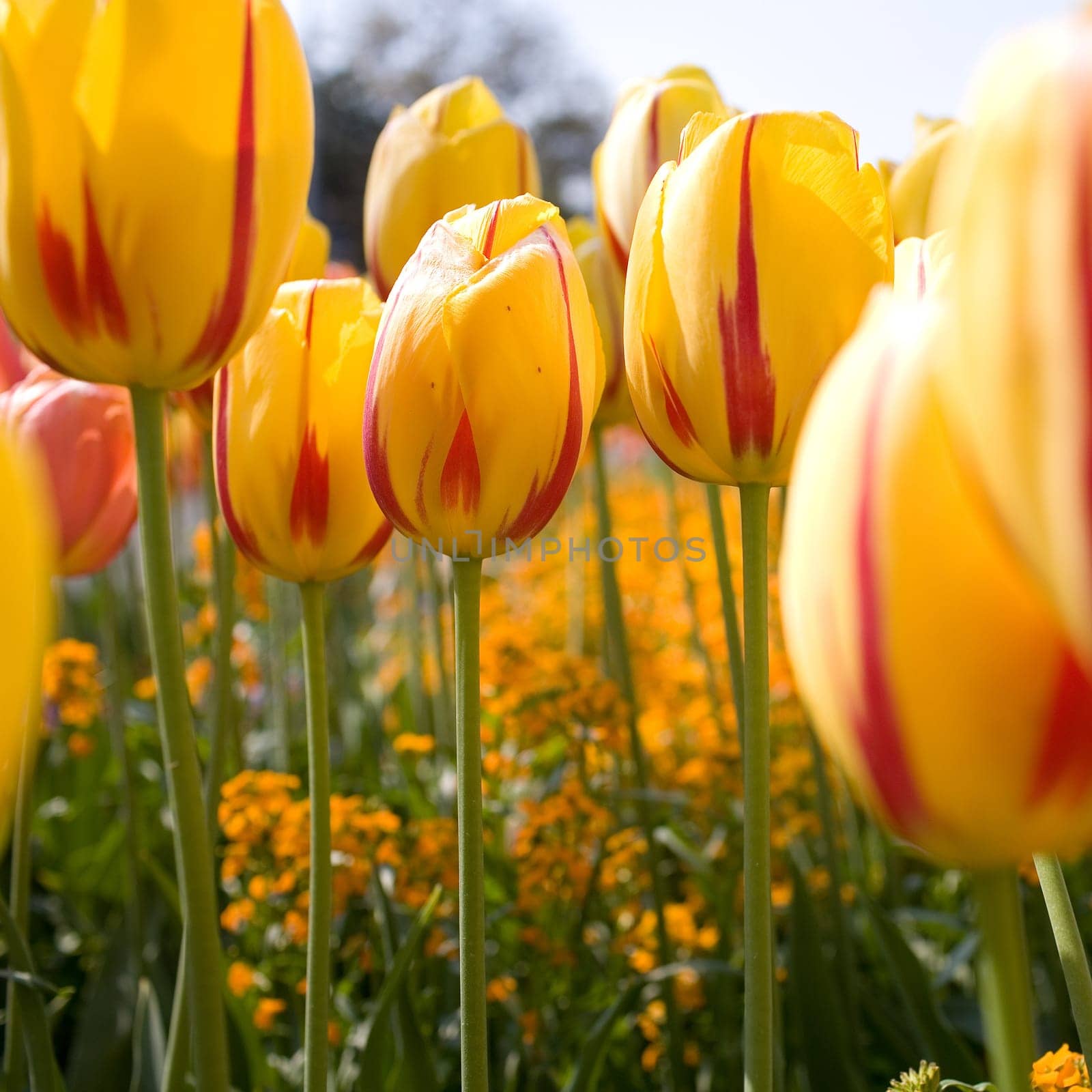 In the middle of tulips,square