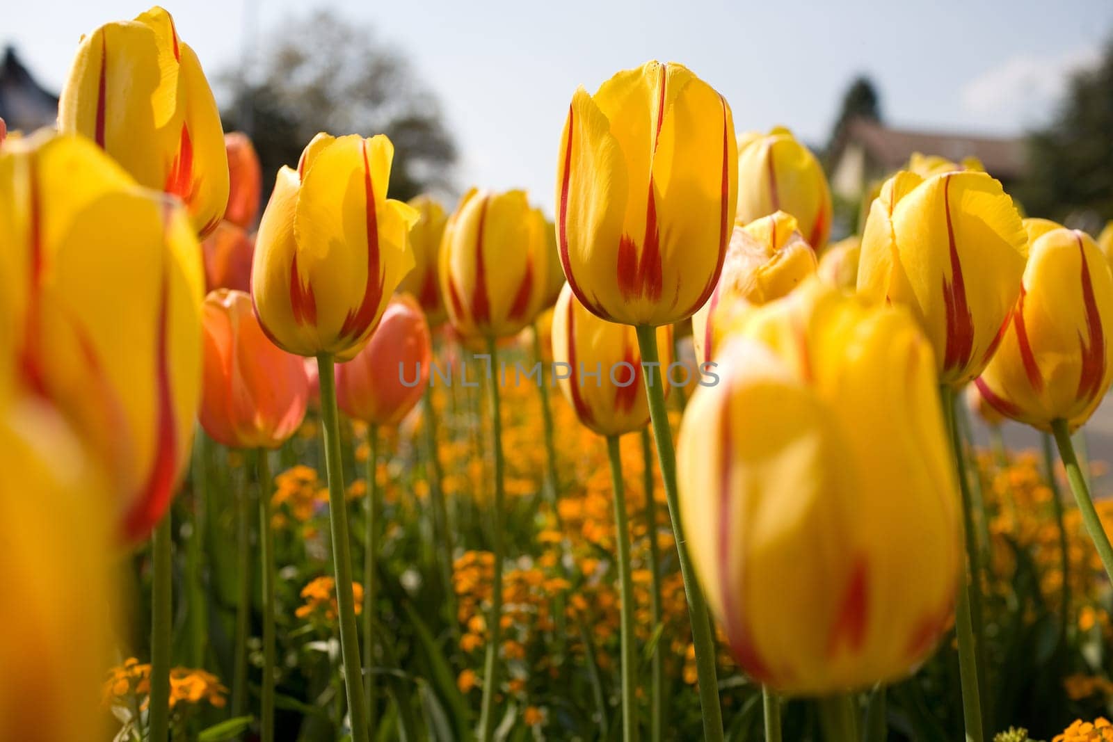 In the middle of tulips