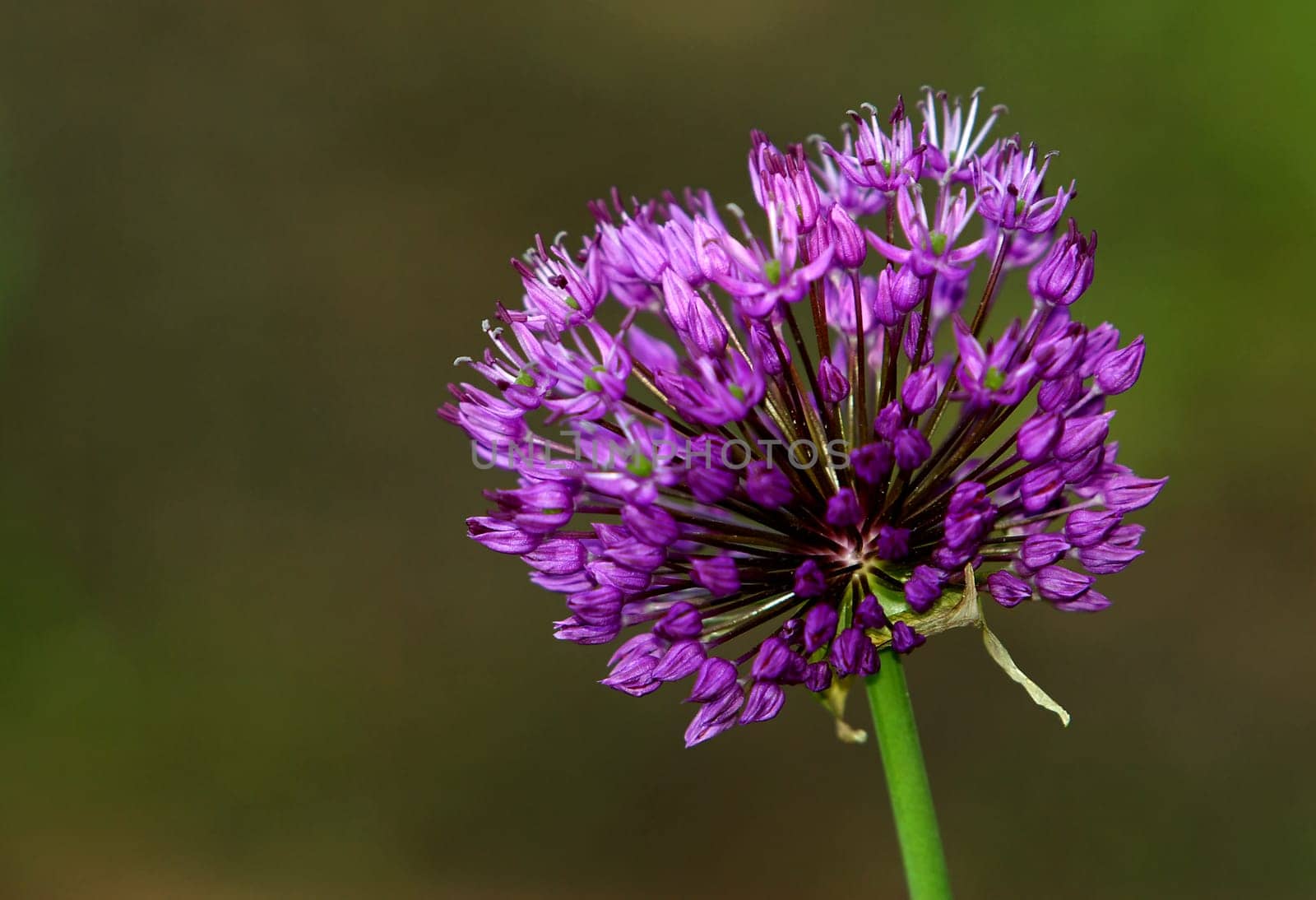 Ornamental leeks