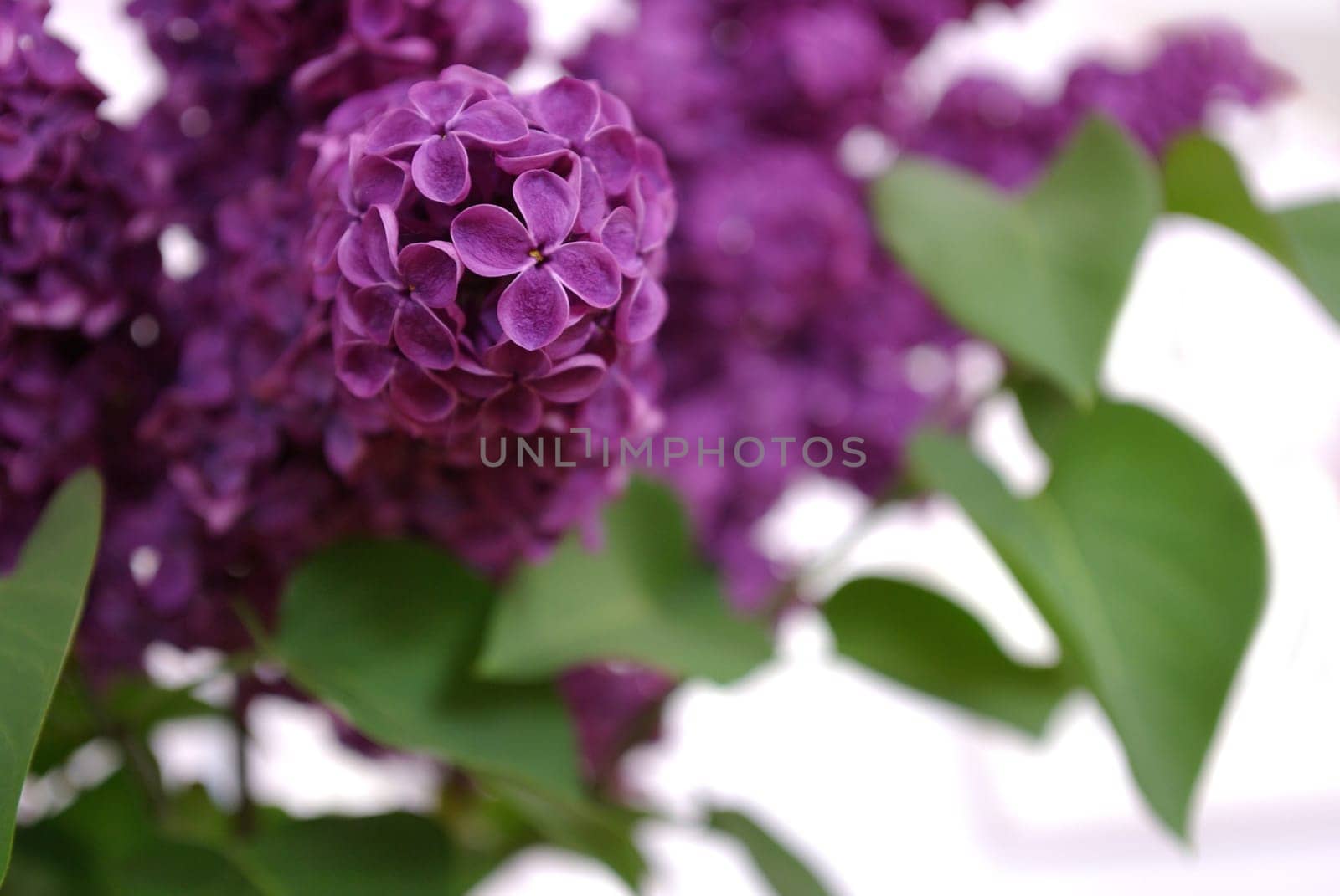 Lilac scent in the house