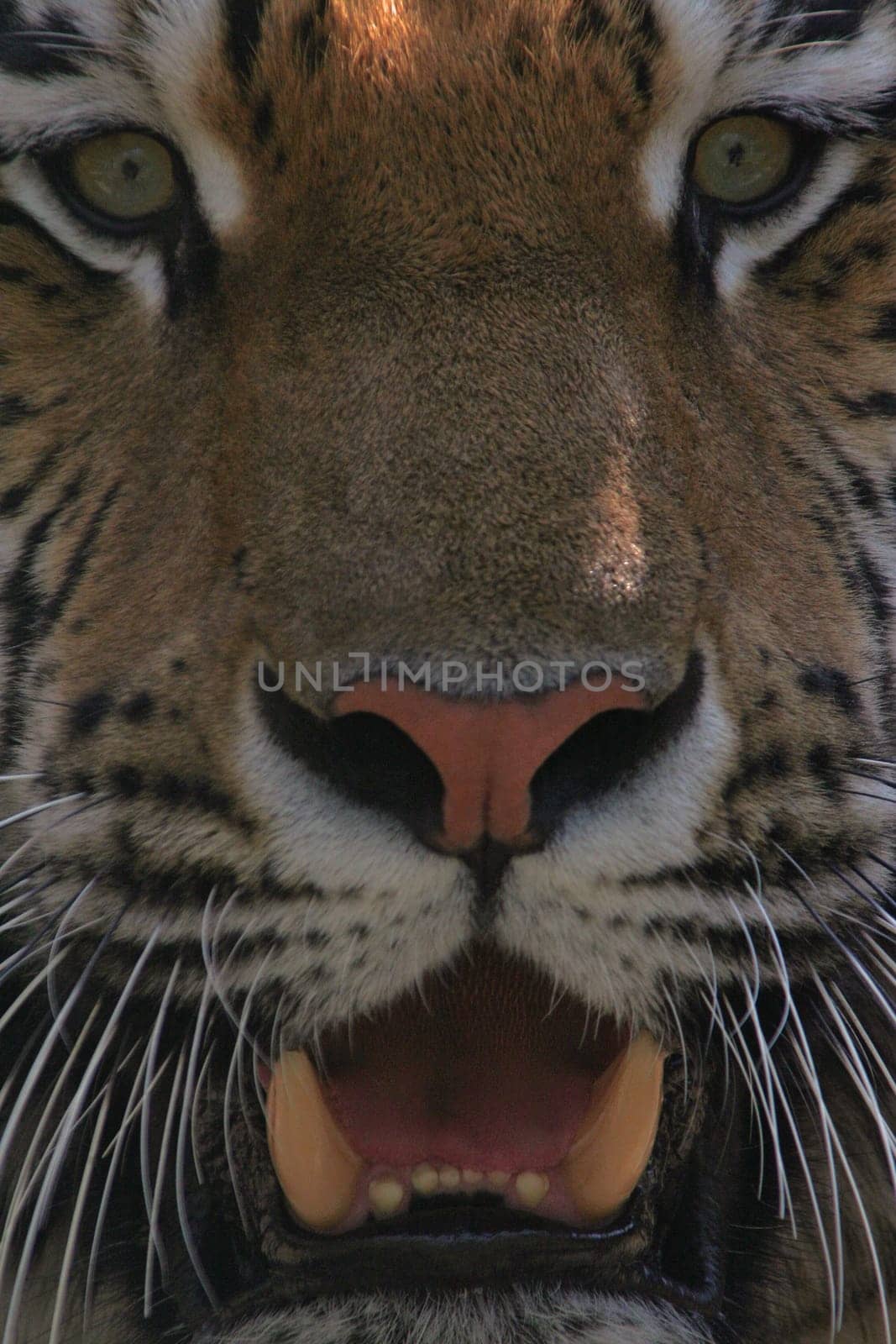 In the sights