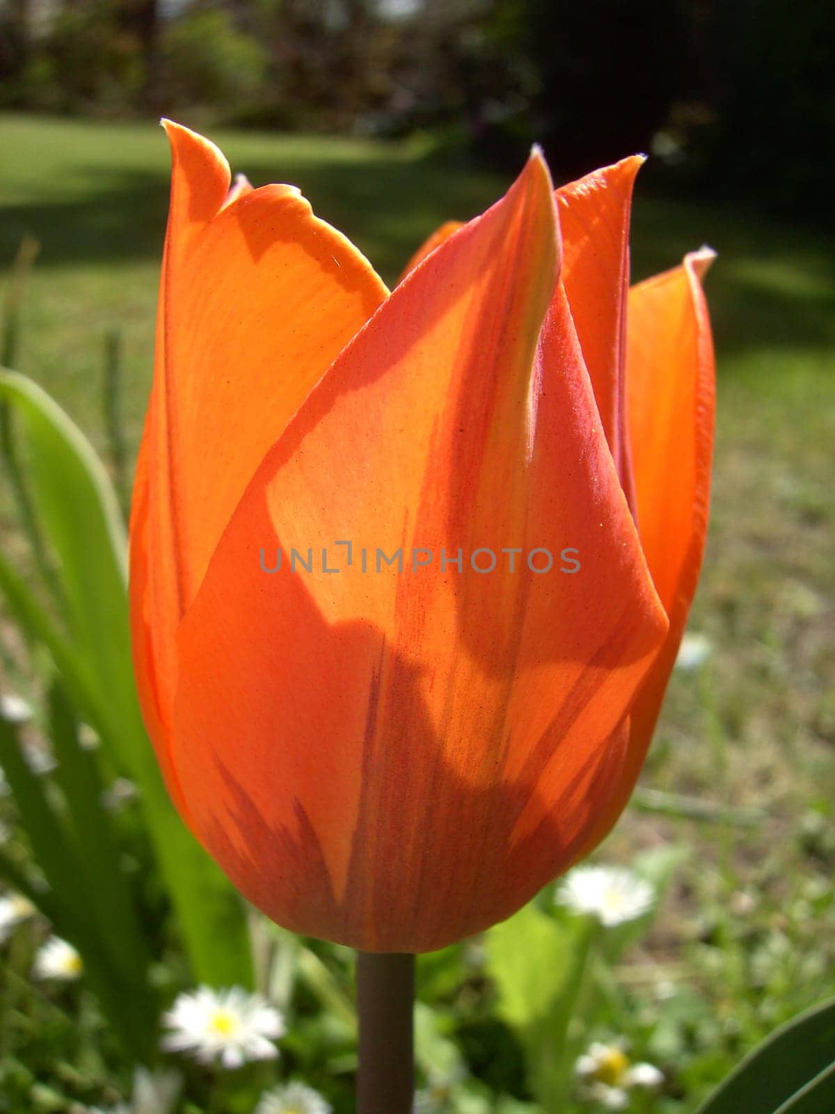 Tulip 04