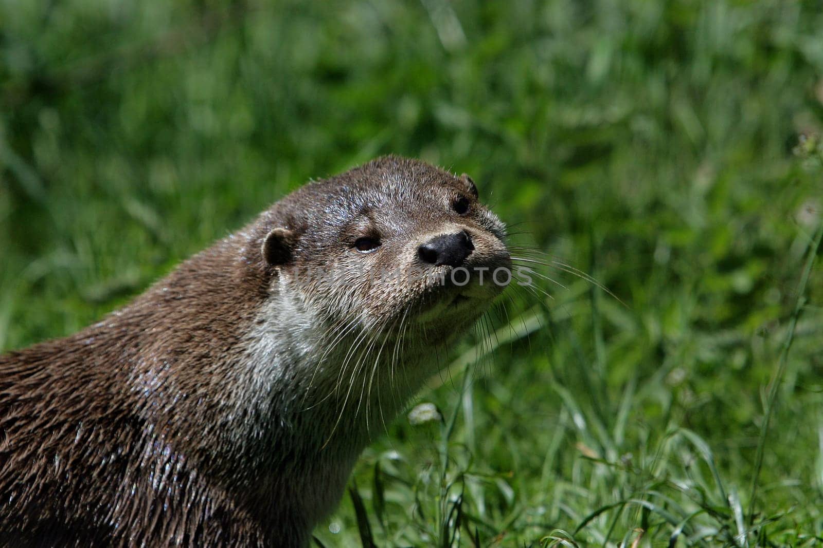 Eurasian river otter