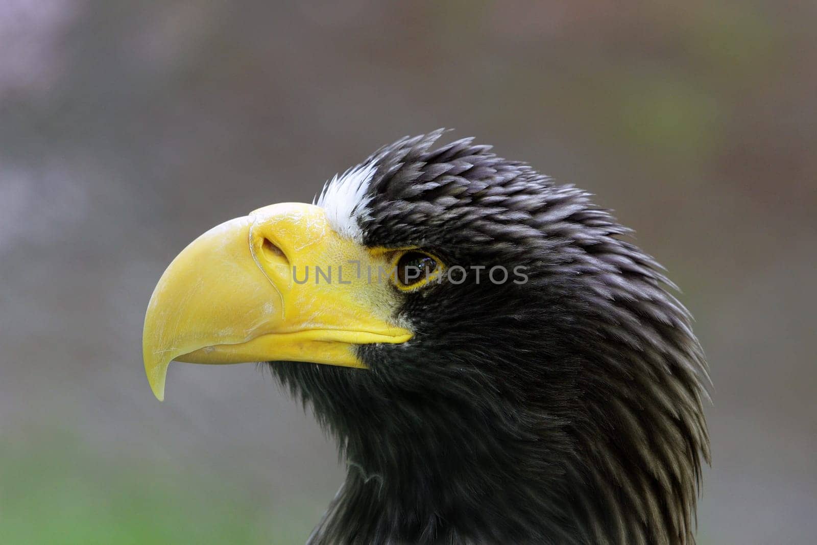 White-tailed eagle