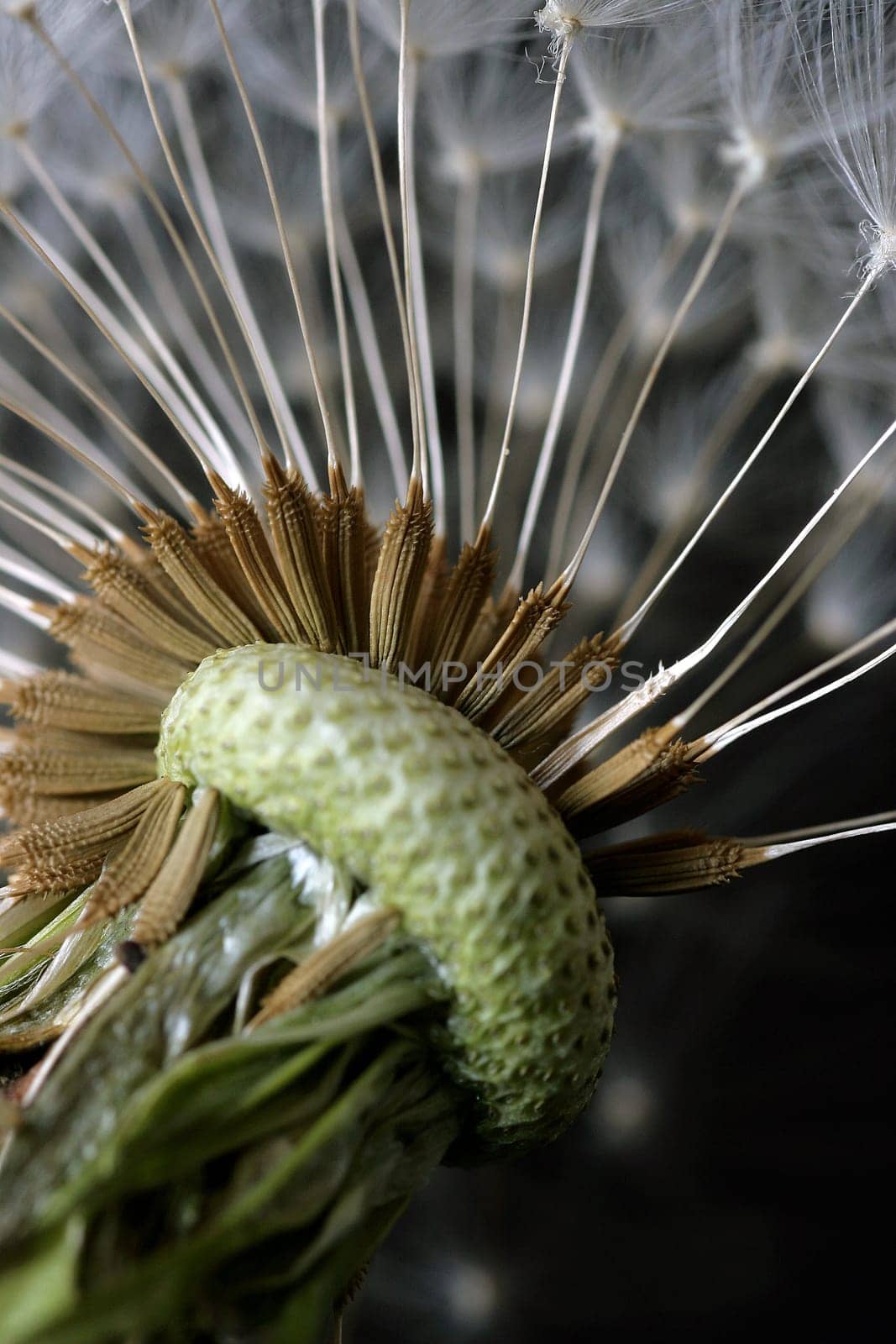 Seed