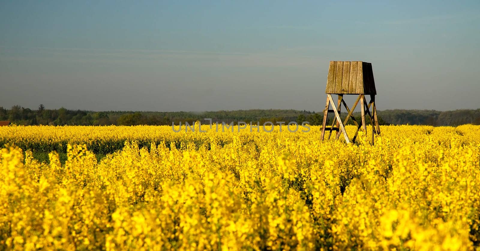 Slowly,the rapeseed dries up and..... it's time for it to rain!