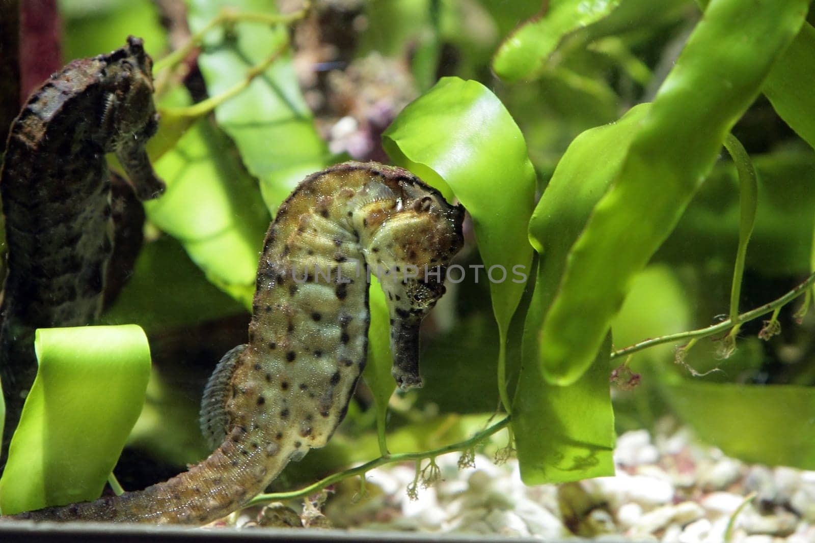 Sea horse