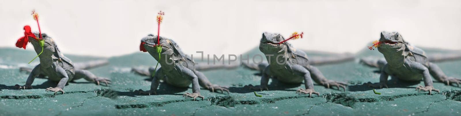 Iguana eating