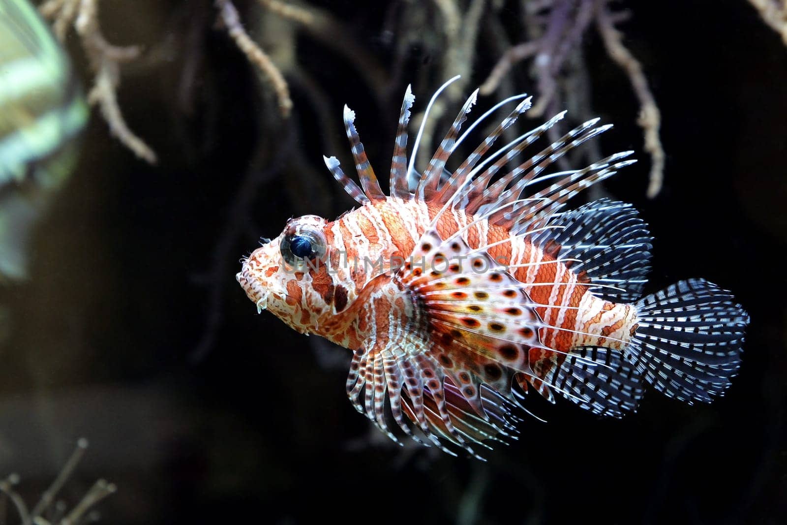 Lionfish
