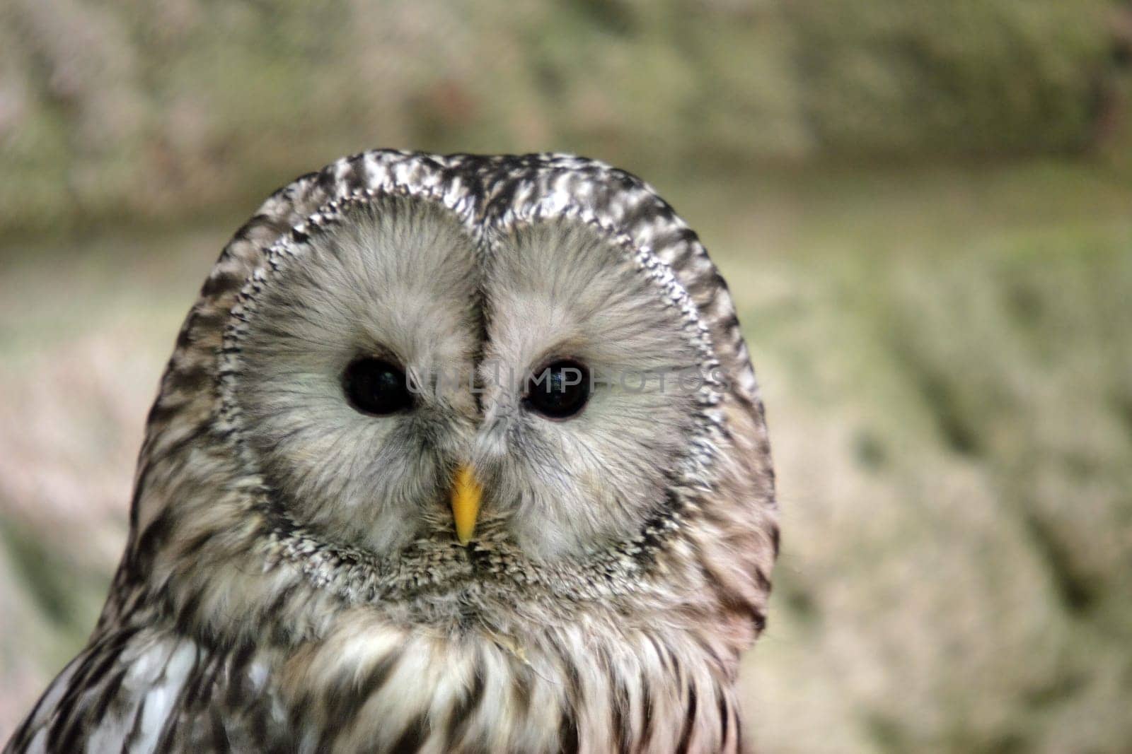 Ural owl