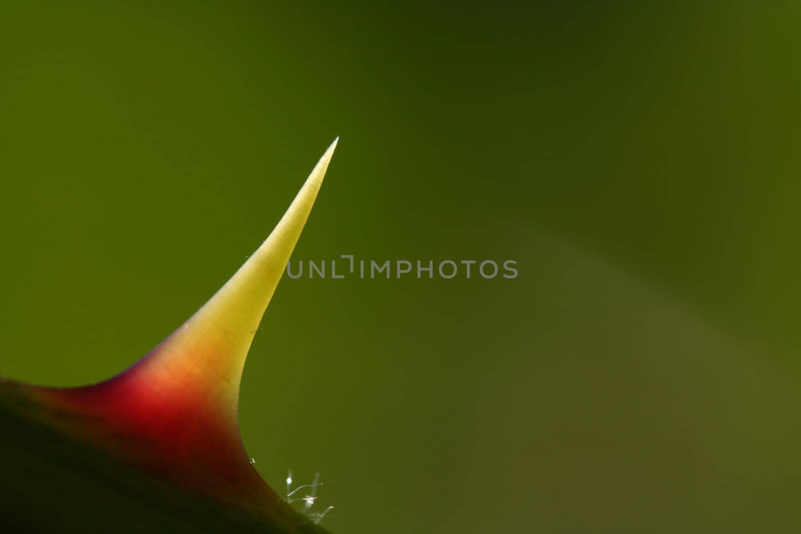 Rose thorn