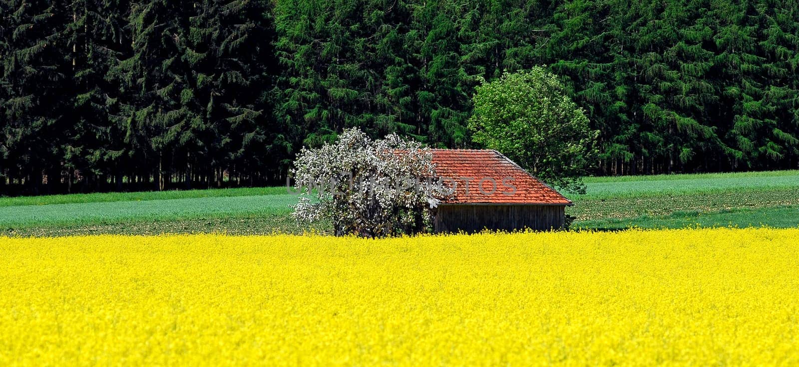 During the rapeseed season