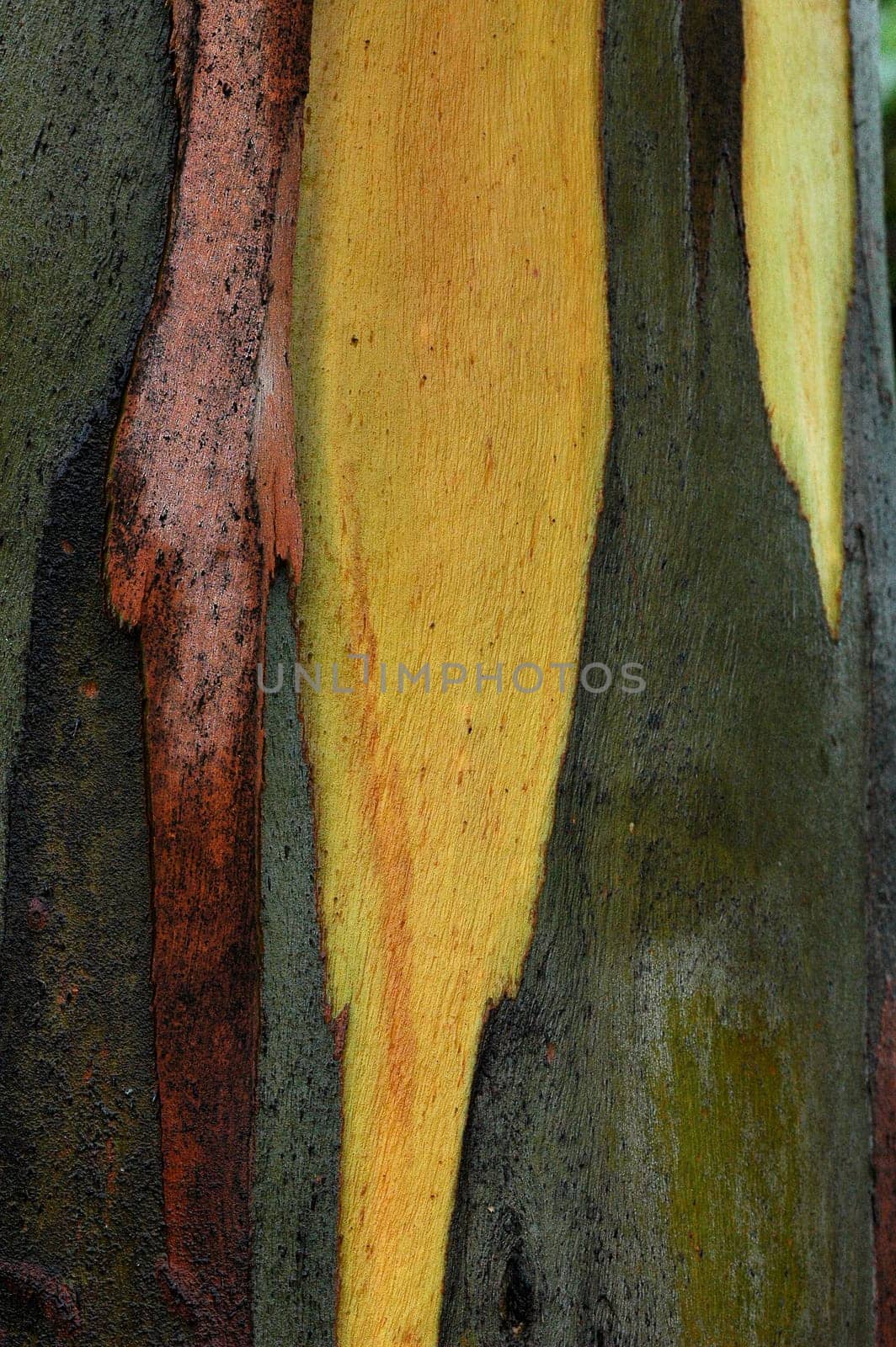 Bark