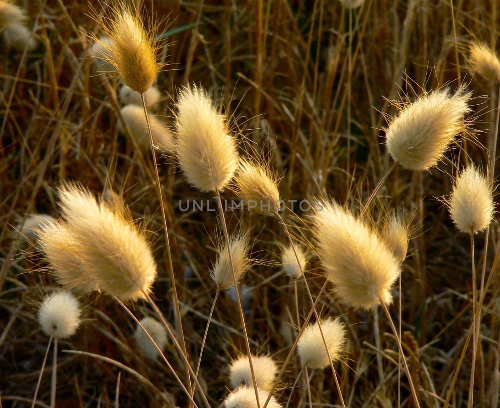 Beach grass