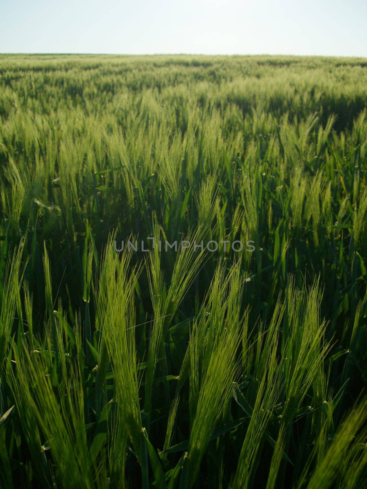 Barley field