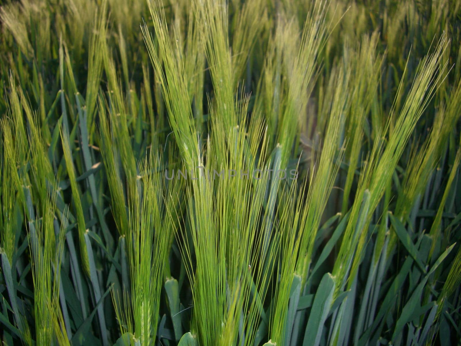 Barley