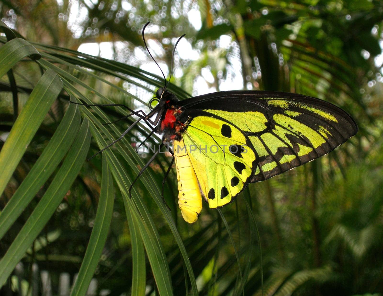 Taken at the Butterfly Park Singapore. Unfortunately,I can't find his name! Who can help?