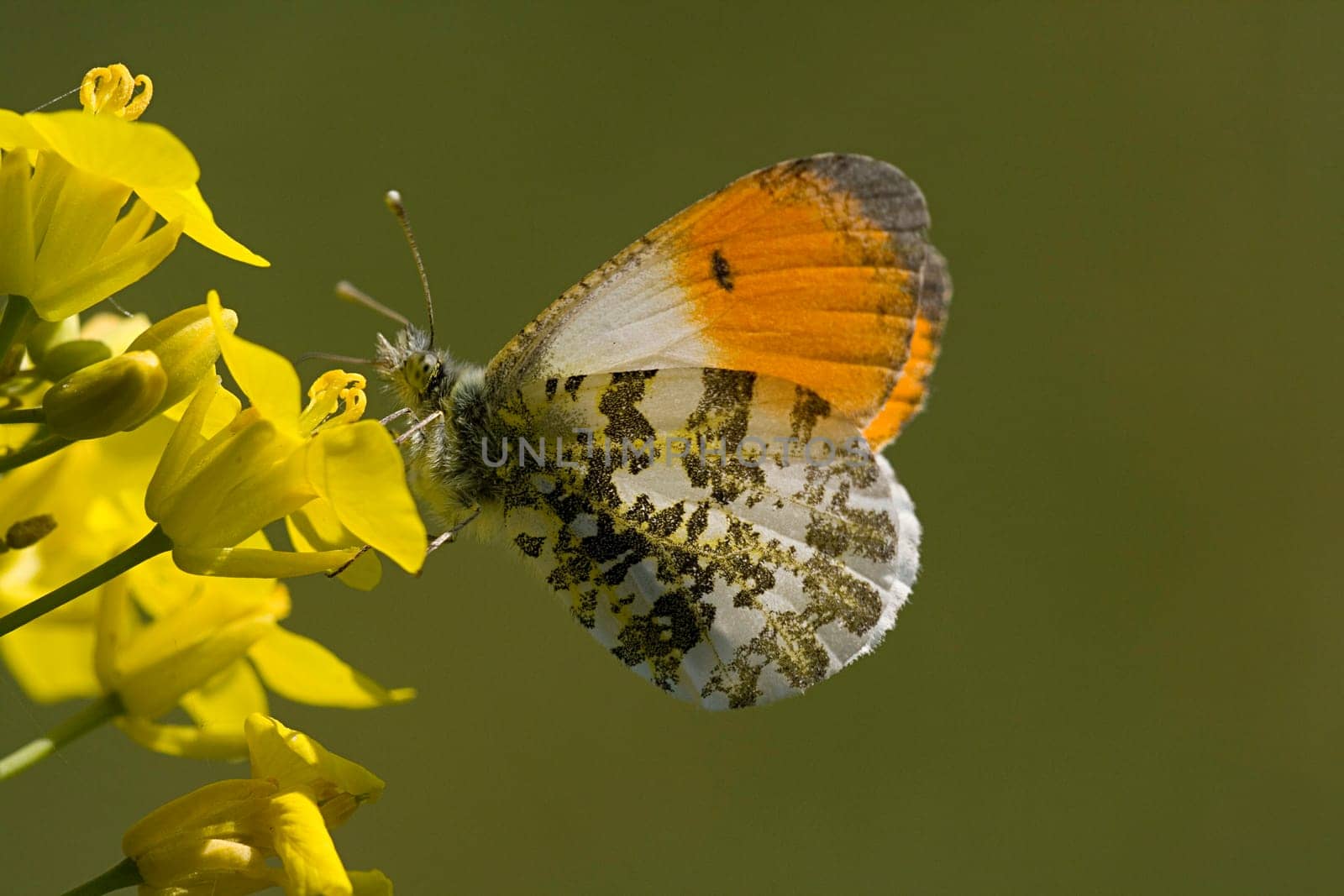 Male aurora butterfly
