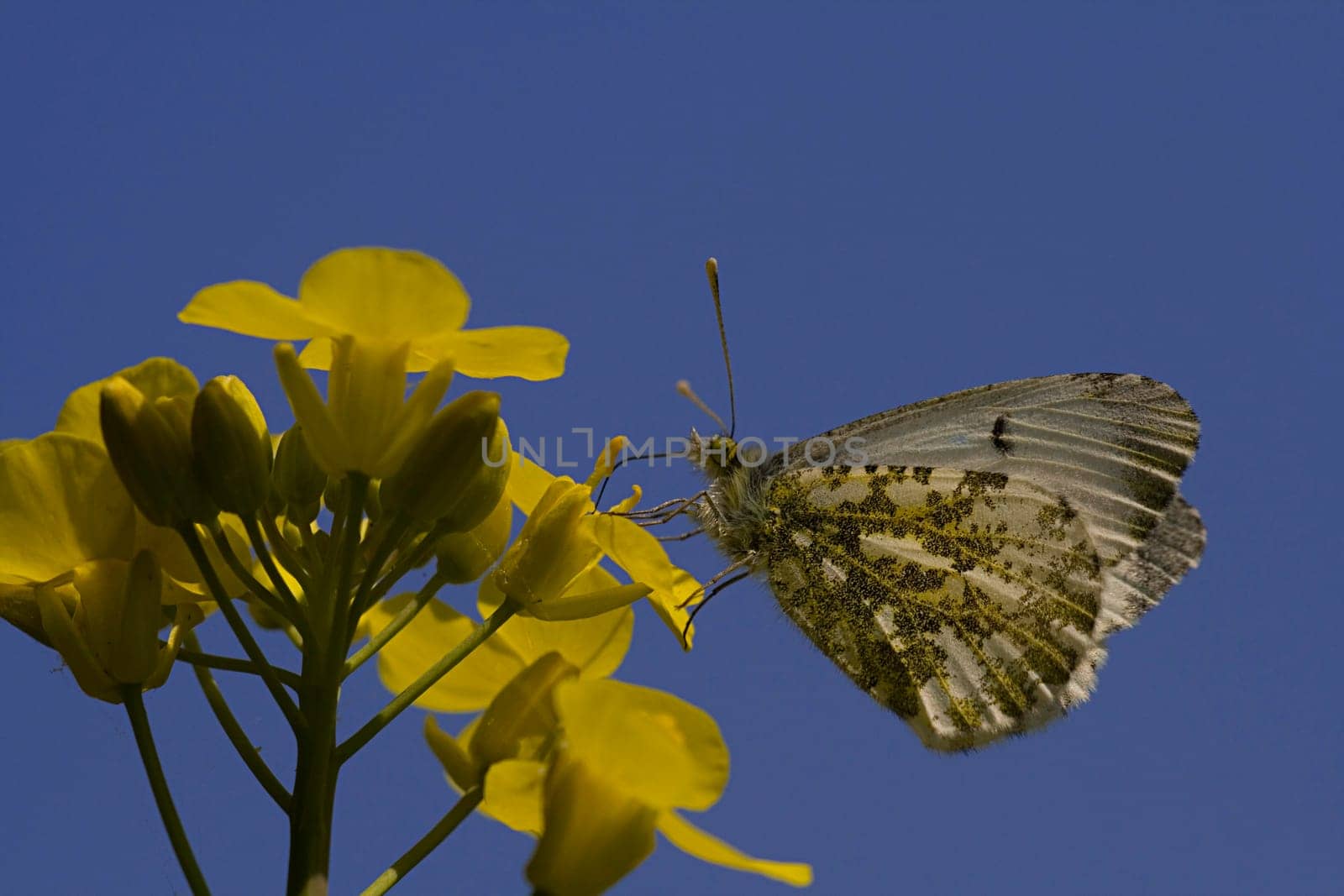 female aurora butterfly