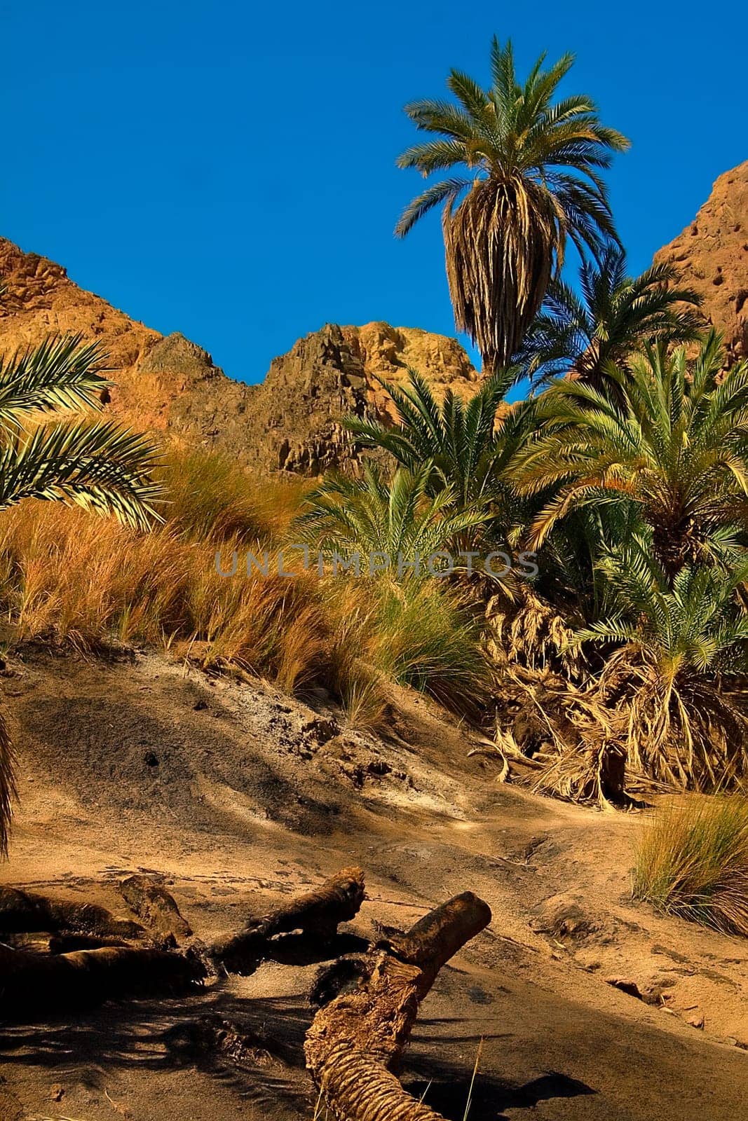 Magical Oasis 3