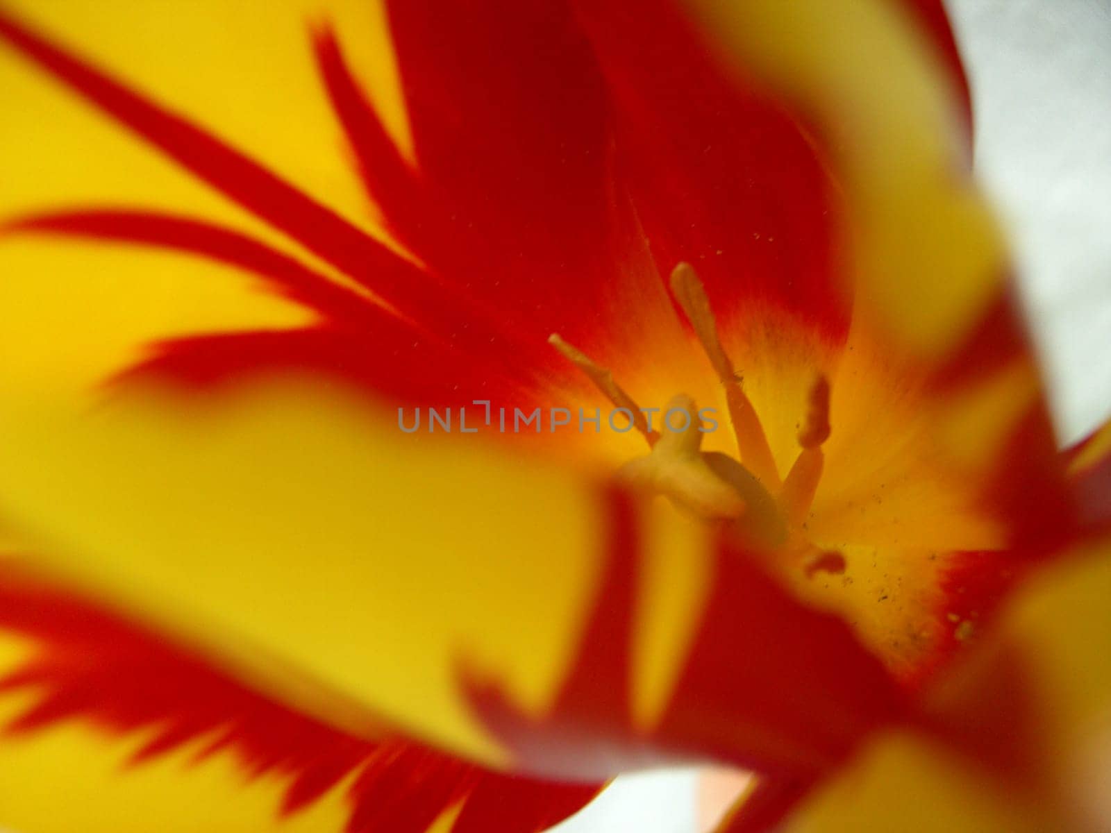 Tulip 06