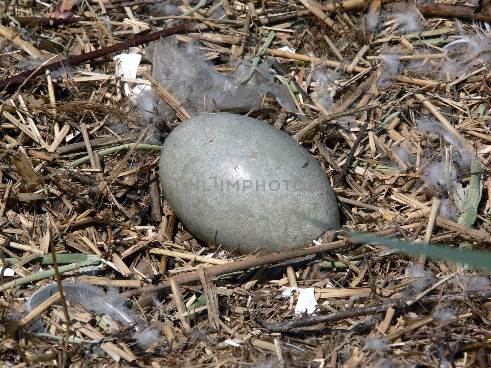 it is/was the last egg of a clutch of eight eggs,six young had hatched of which at the moment only five young could be found.