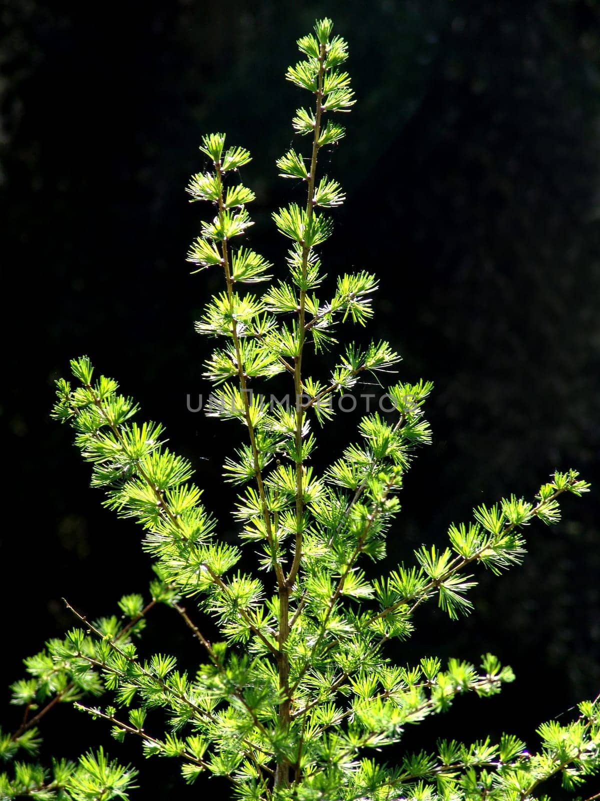 Young larch