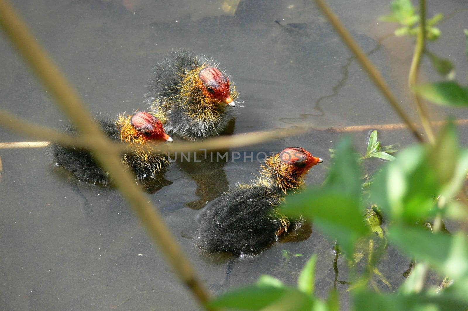 discovered in the reeds during the swan safari:-))