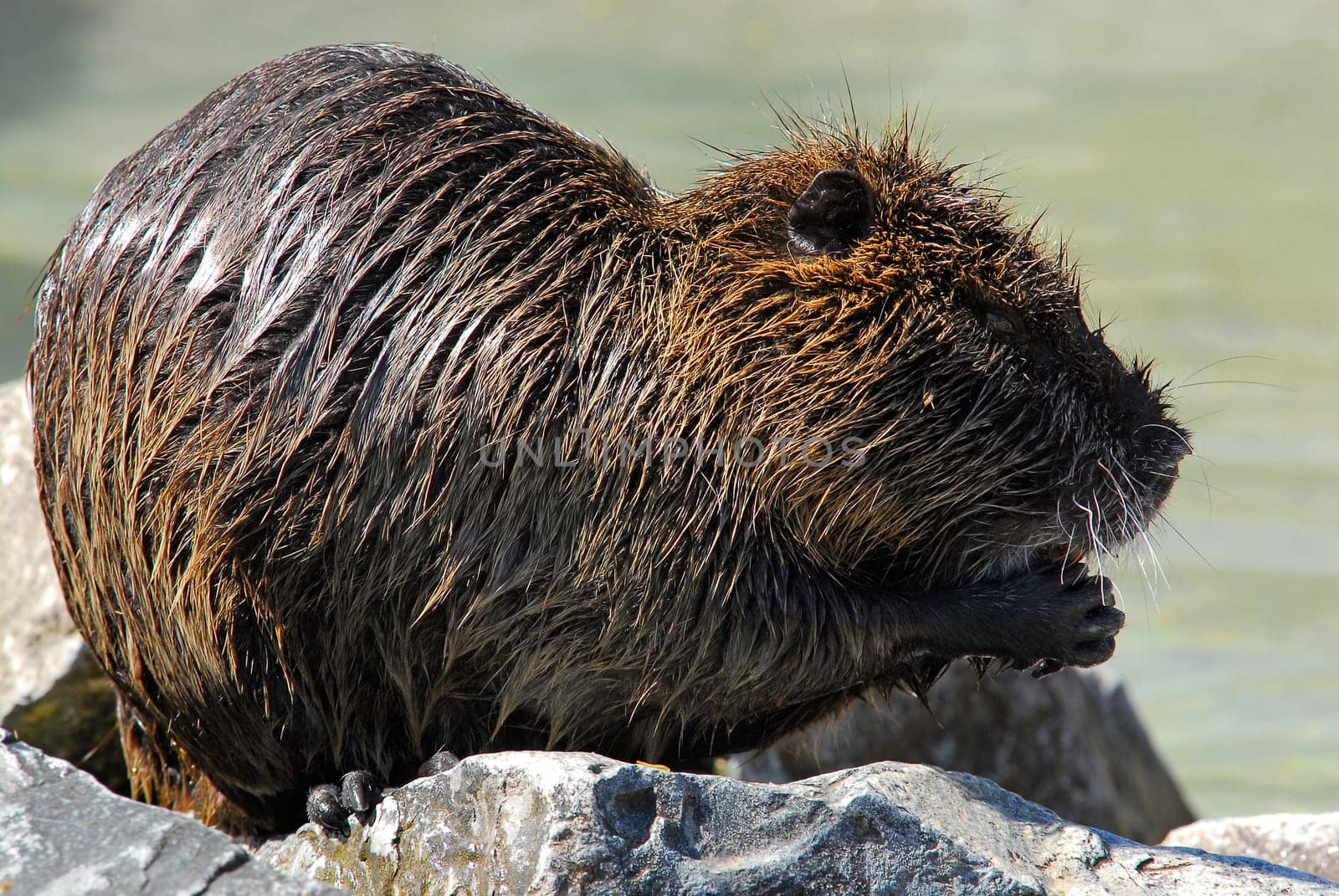 Beaver