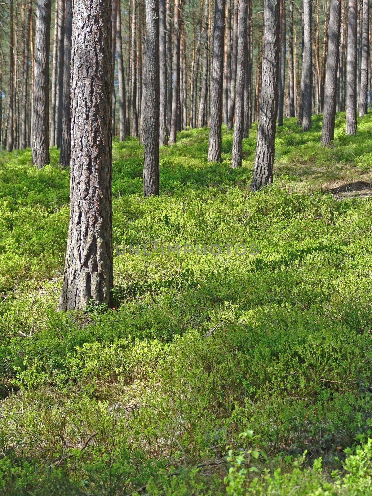 Pine forest in spring