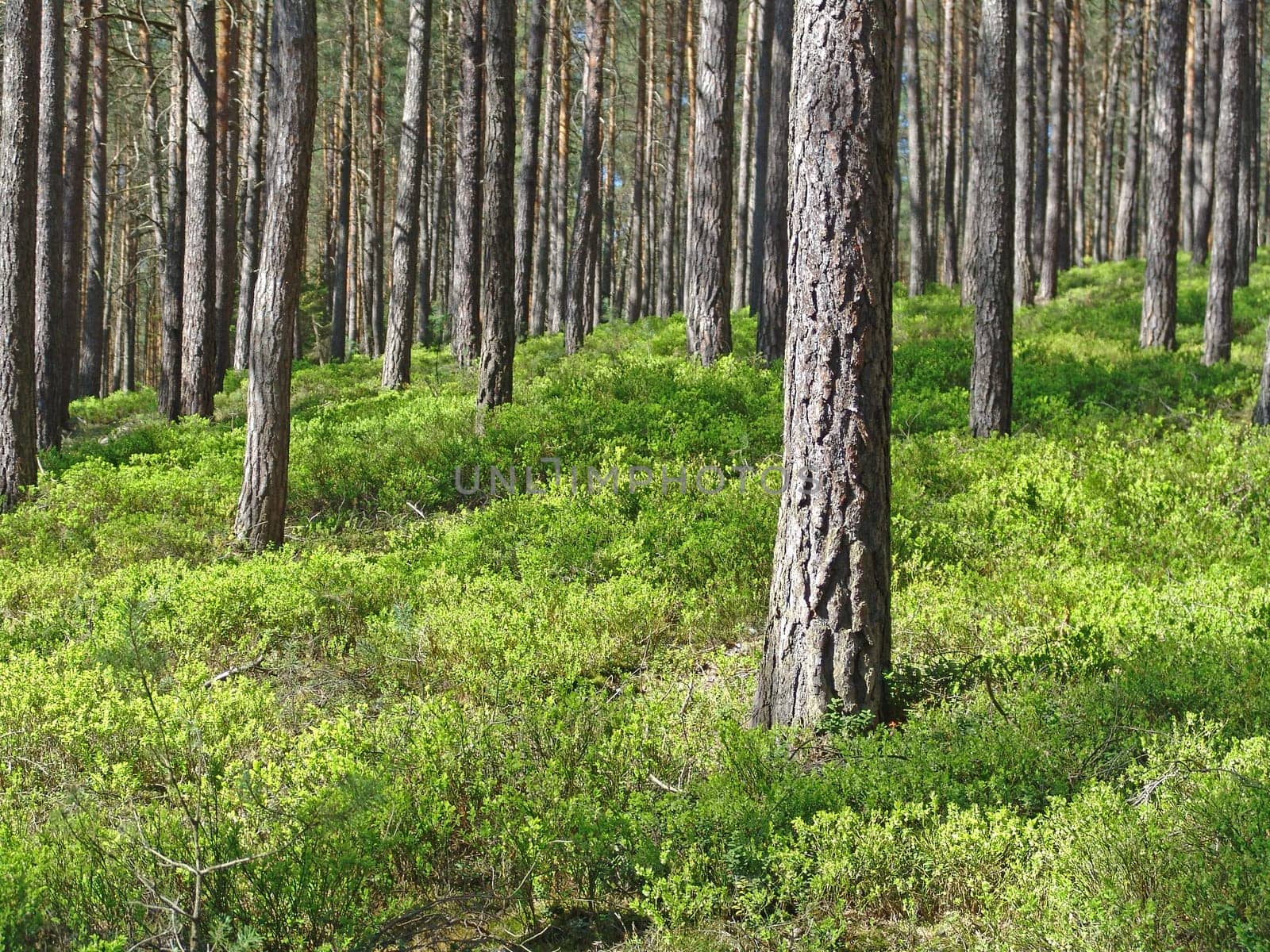 Pine forest in spring