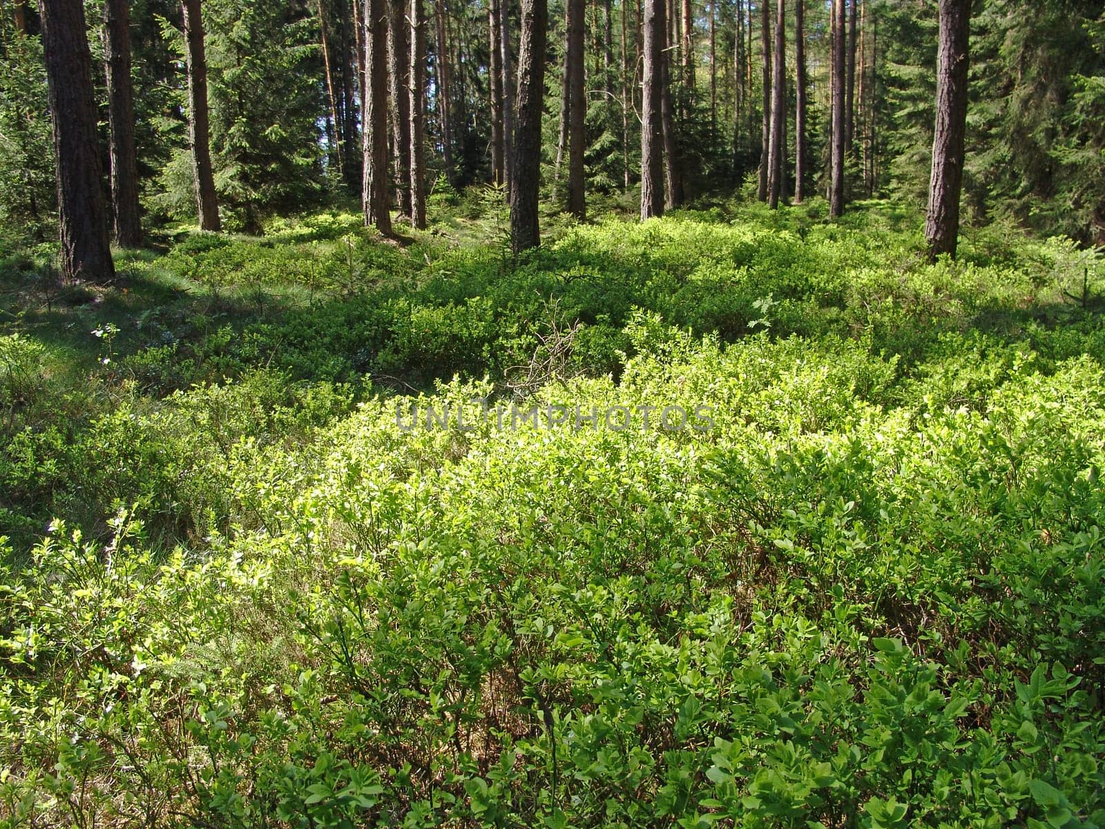 Blueberry bushes