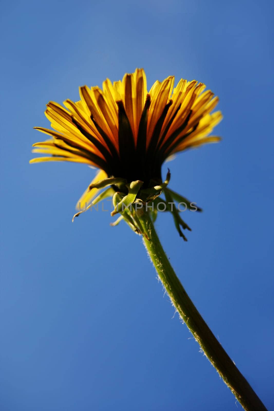 Dandelion in backlight