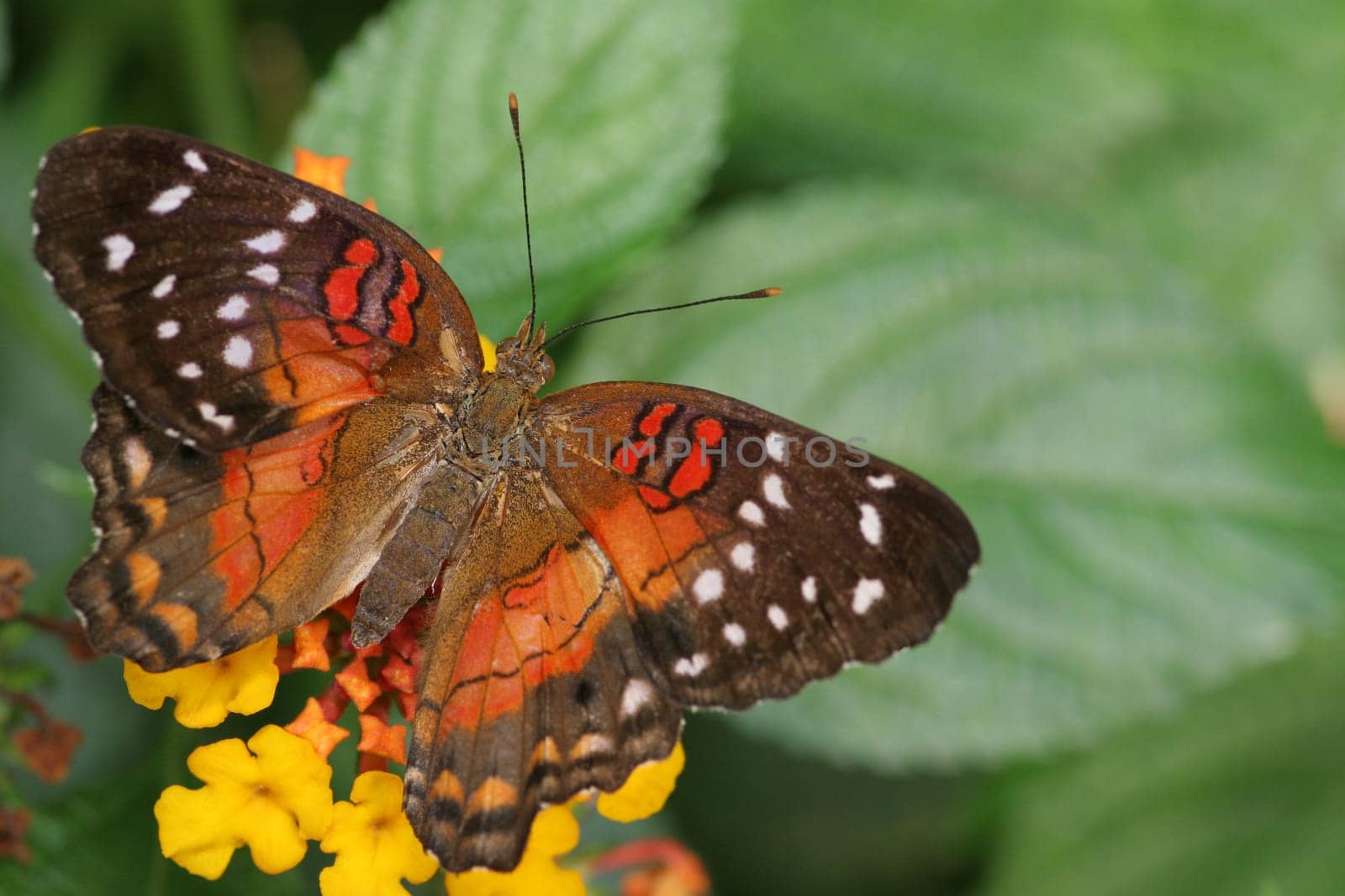 Red Anartia 2