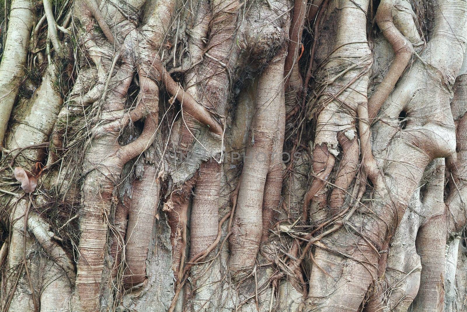 Root