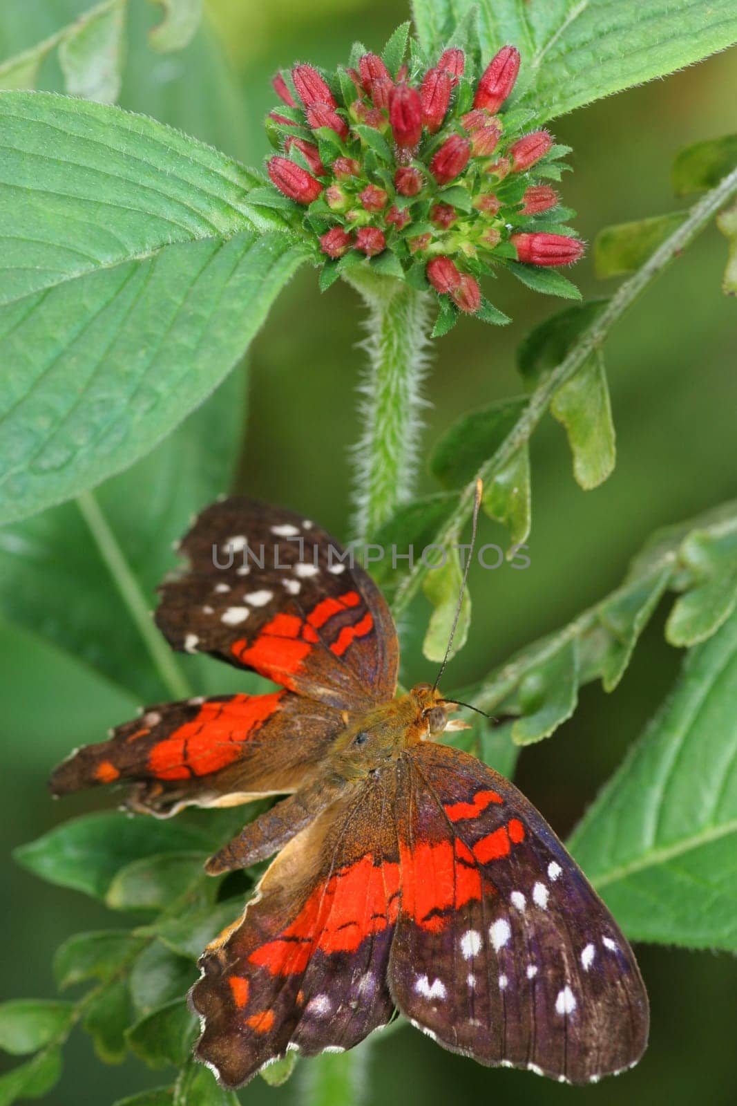 Red Anartia 1
