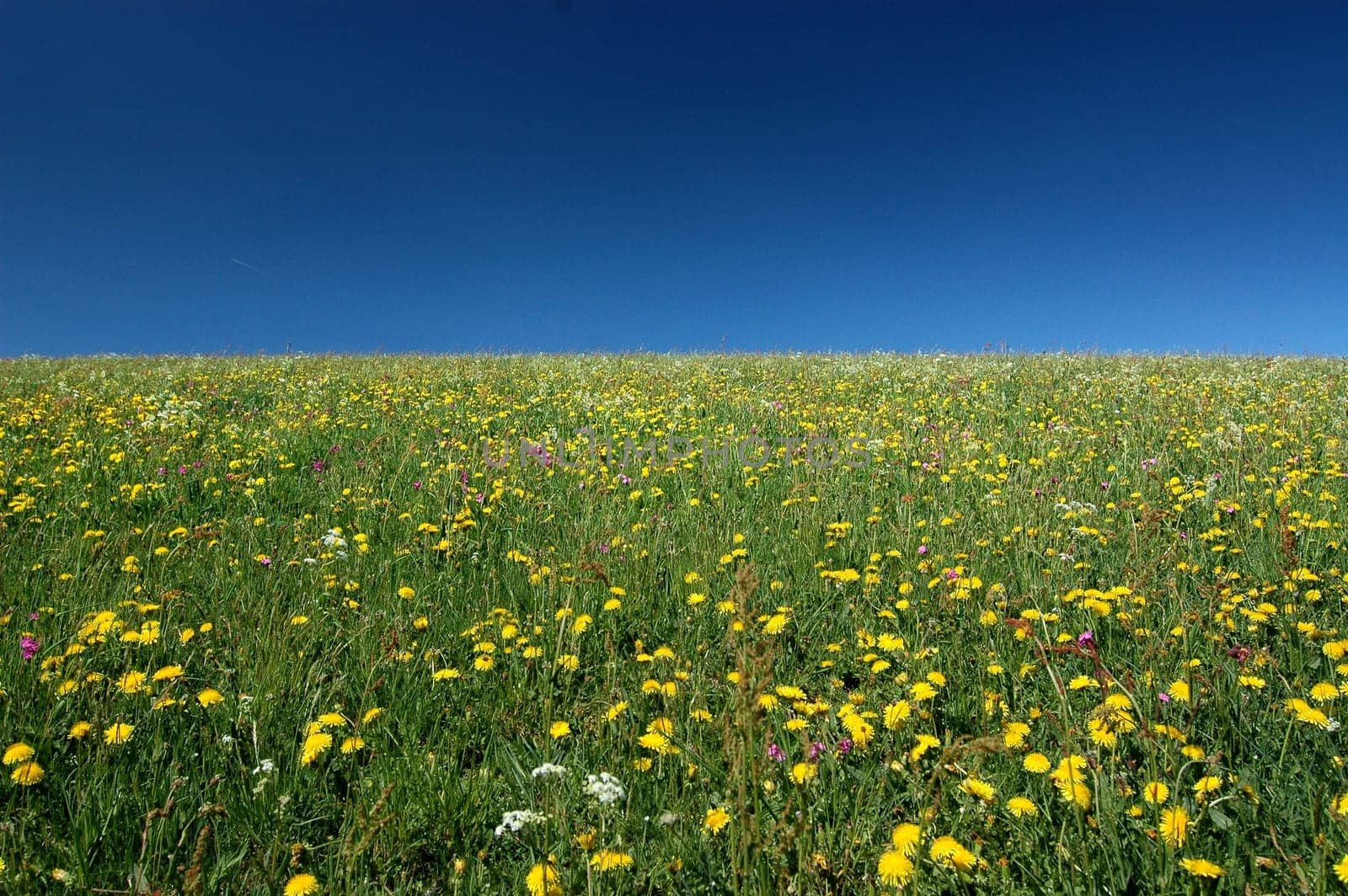 Summer meadow