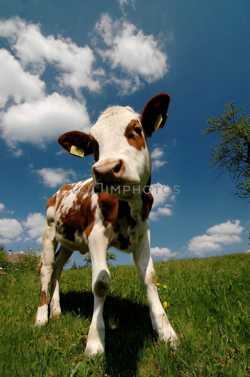 calf animal