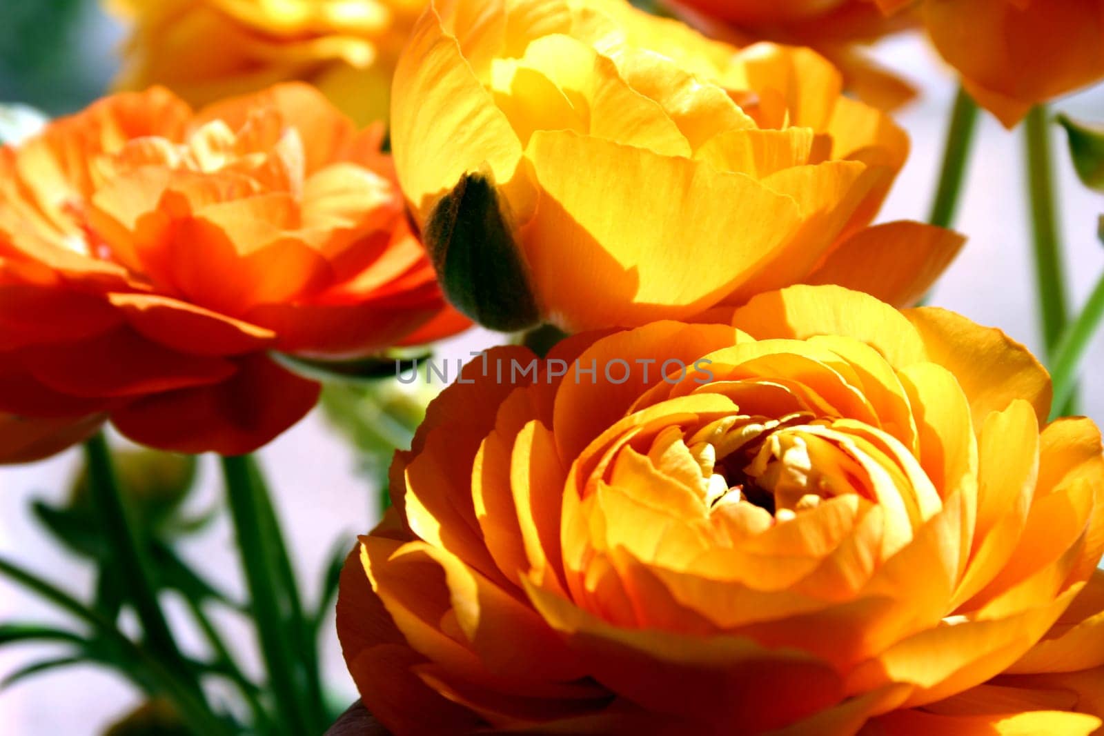 Ranunculus (6)