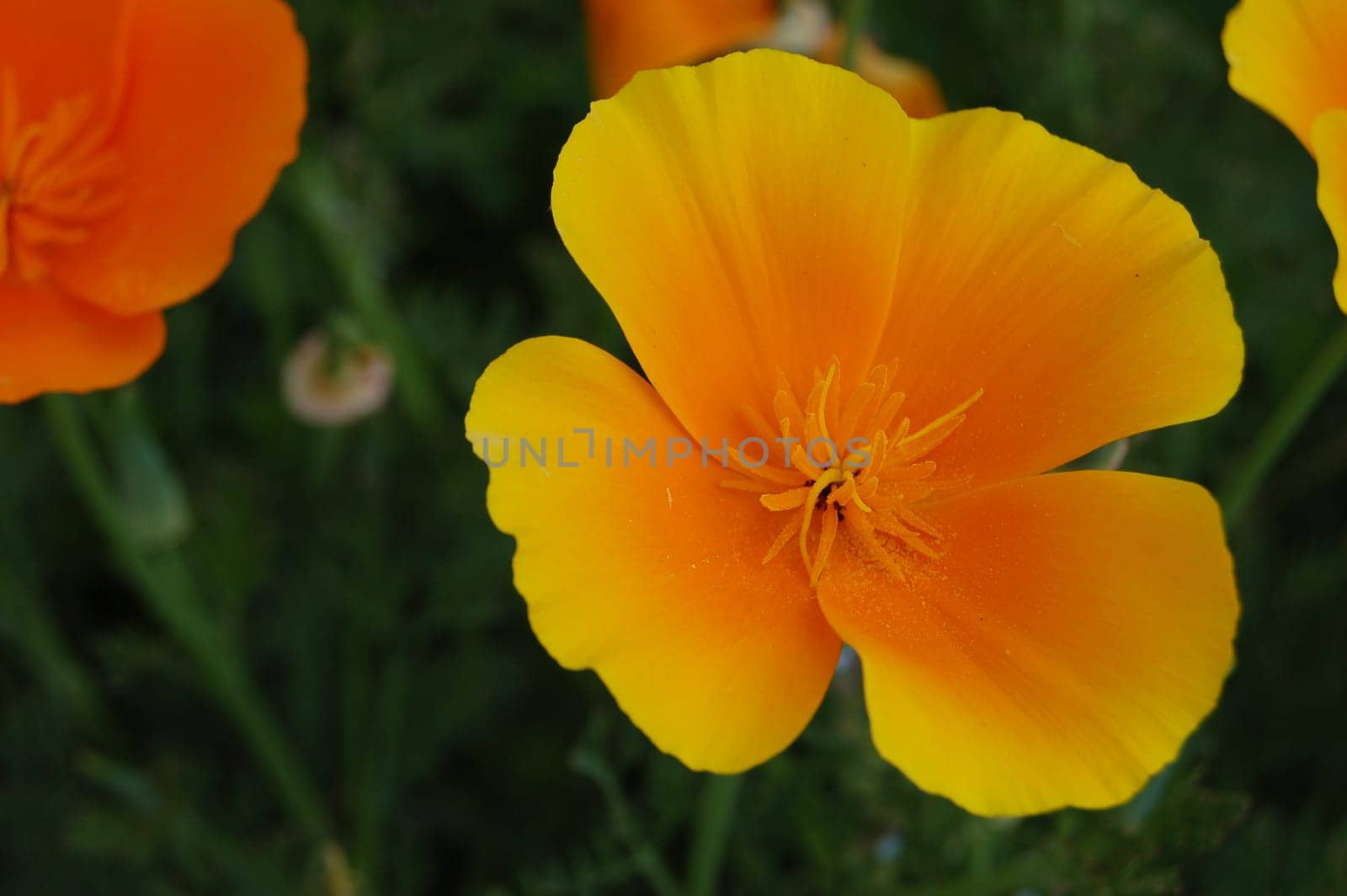 Eschscholzia californica