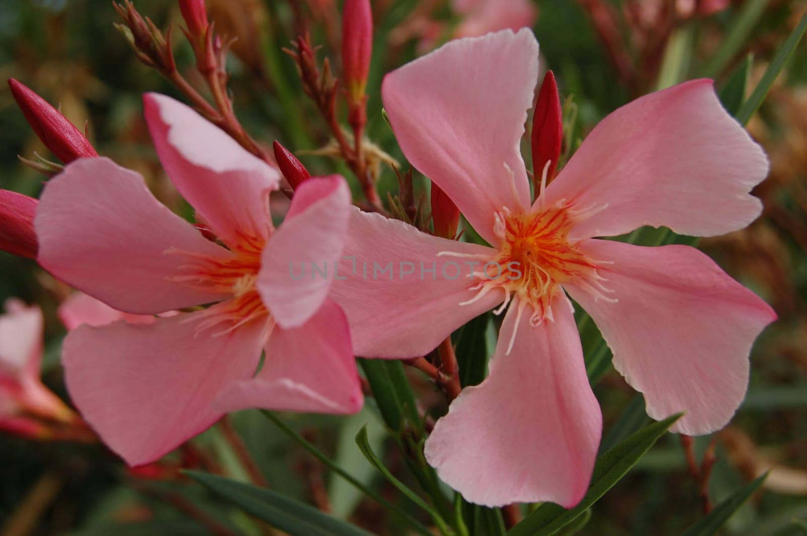 Nerium oleander