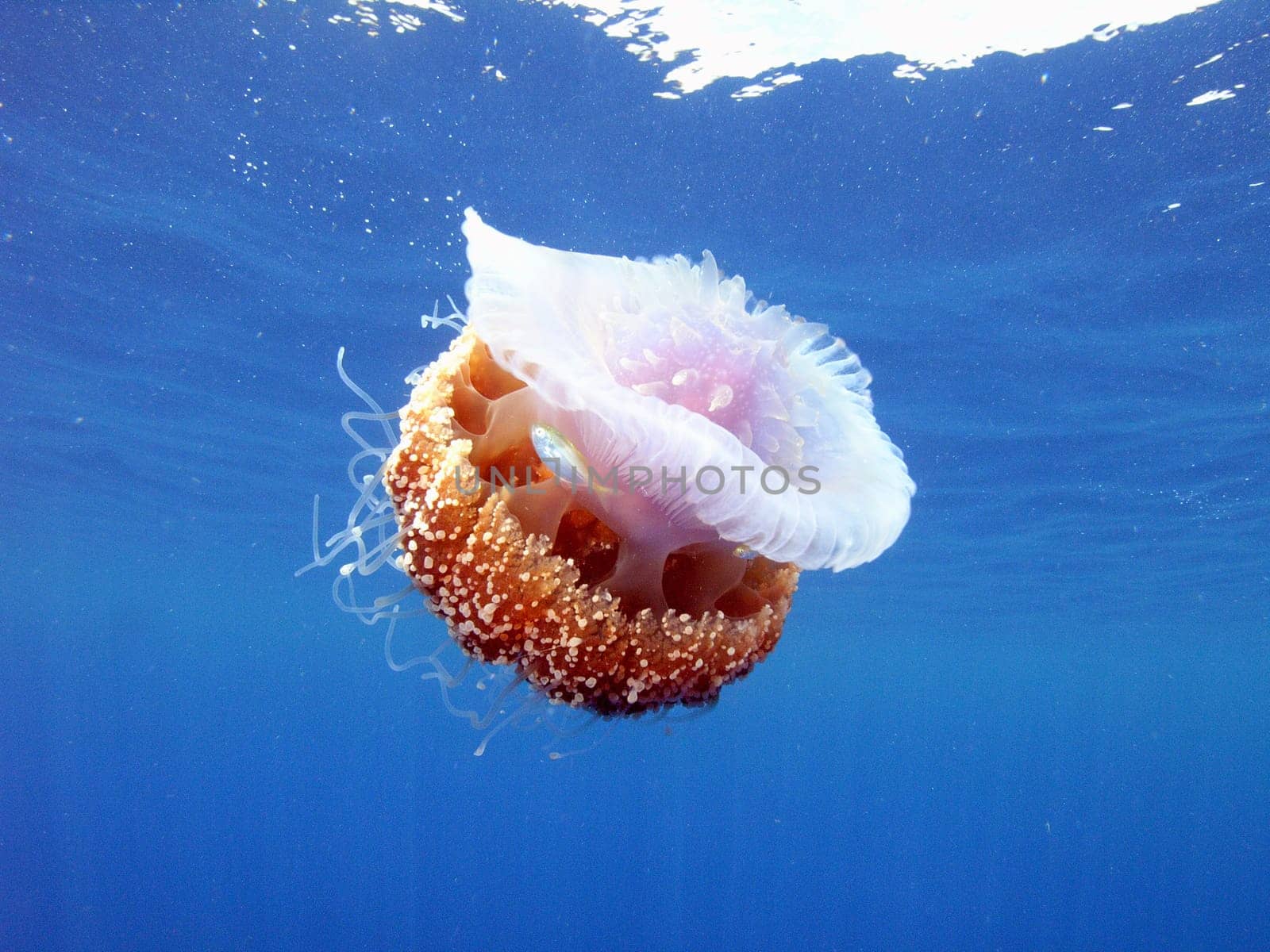 I photographed this root mouth jellyfish with its accompanying fish in North Sulawesi / Indonesia. The fish seek shelter in the nettling tentacles of the jellyfish. For this,they direct the jellyfish! They are the eyes of the jellyfish.