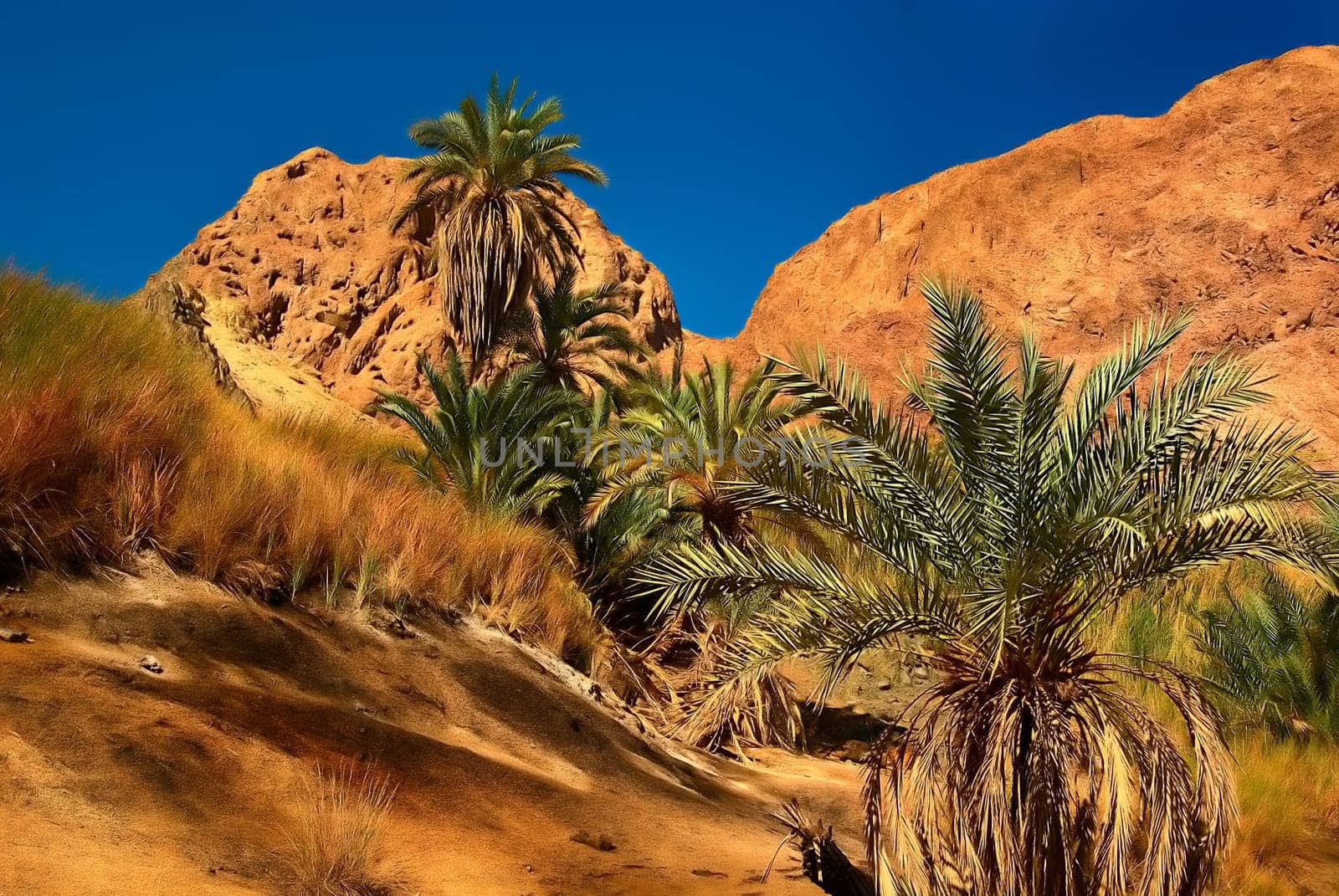 Magical Oasis 4