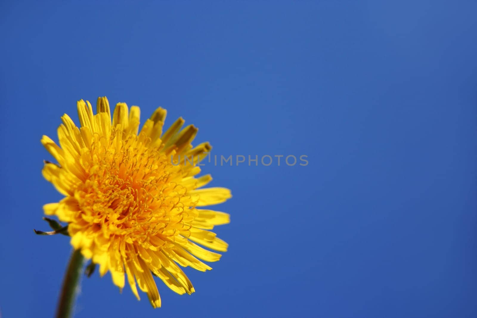 Dandelion