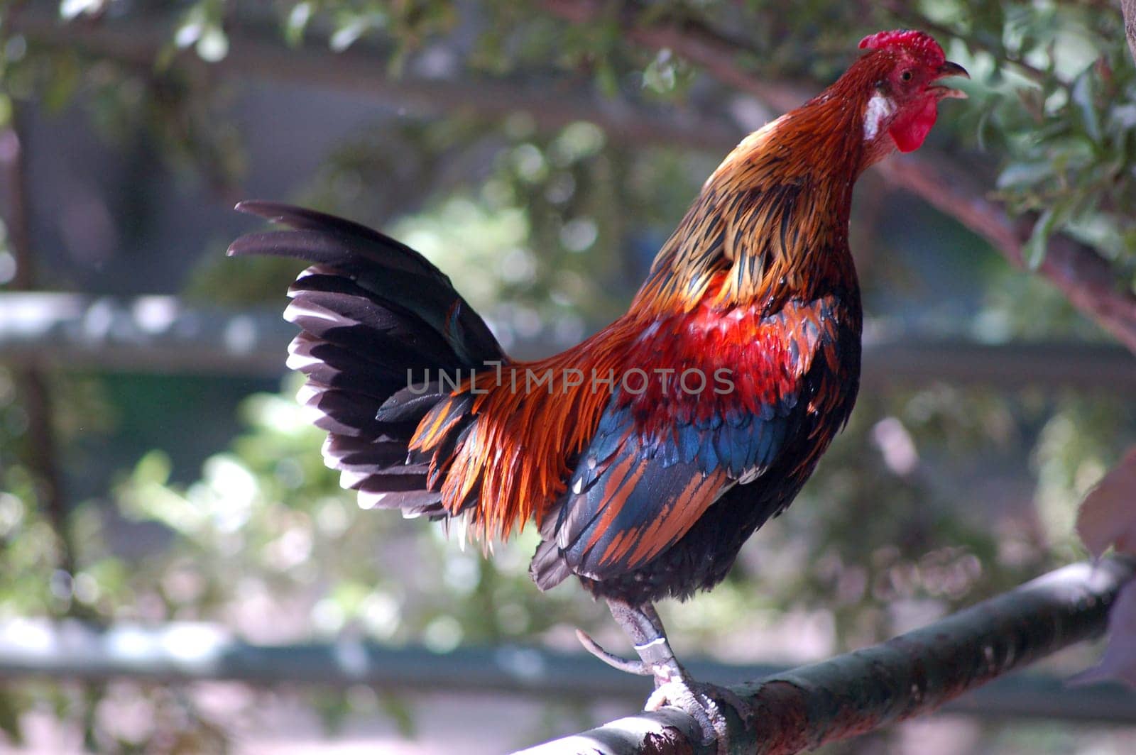 Proud rooster