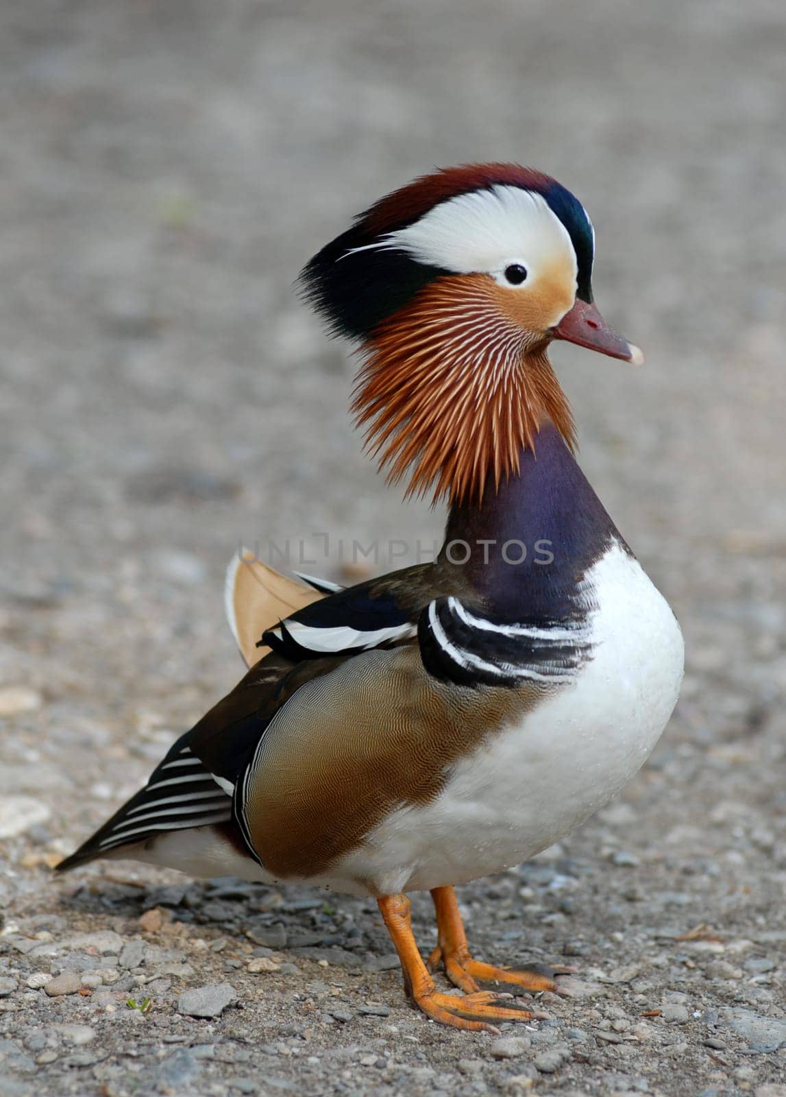 Mandarin duck